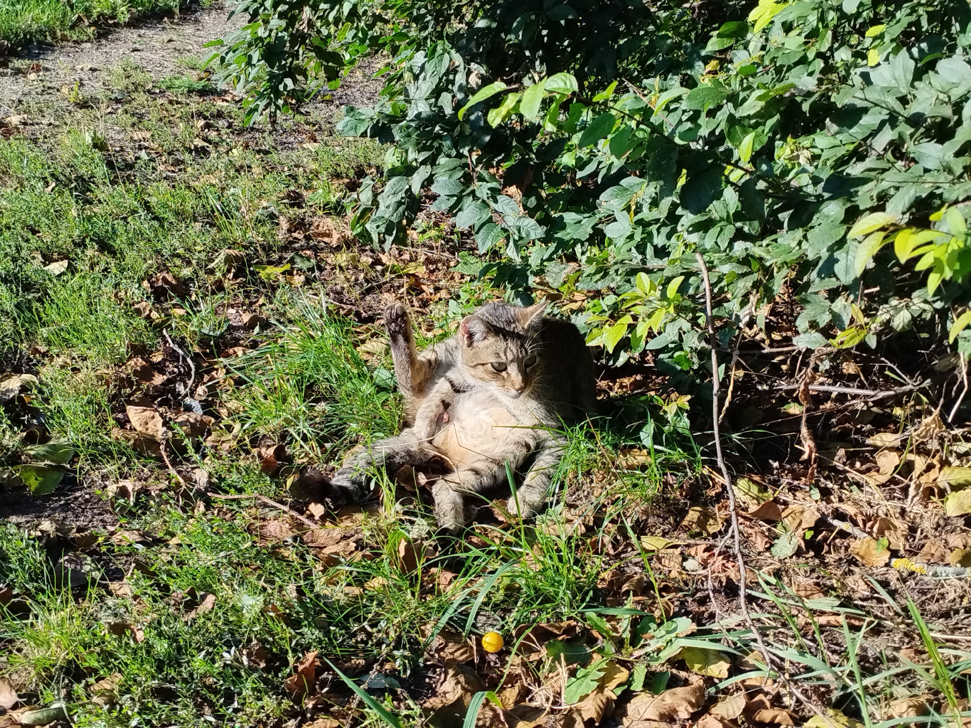A tabby cat sits on grass and fallen leaves in a park in Minsk, Belarus. The cat is in a relaxed pose with its legs extended and one paw raised. It appears to be grooming itself. Green bushes are visible behind the cat, and sunlight filters through the leaves, casting shadows on the ground. The ground is covered with grass, dry leaves, and twigs. A small yellow object, possibly a fallen berry or seed, is visible in the grass in front of the cat. The overall impression is one of a peaceful, natural setting within a city park.