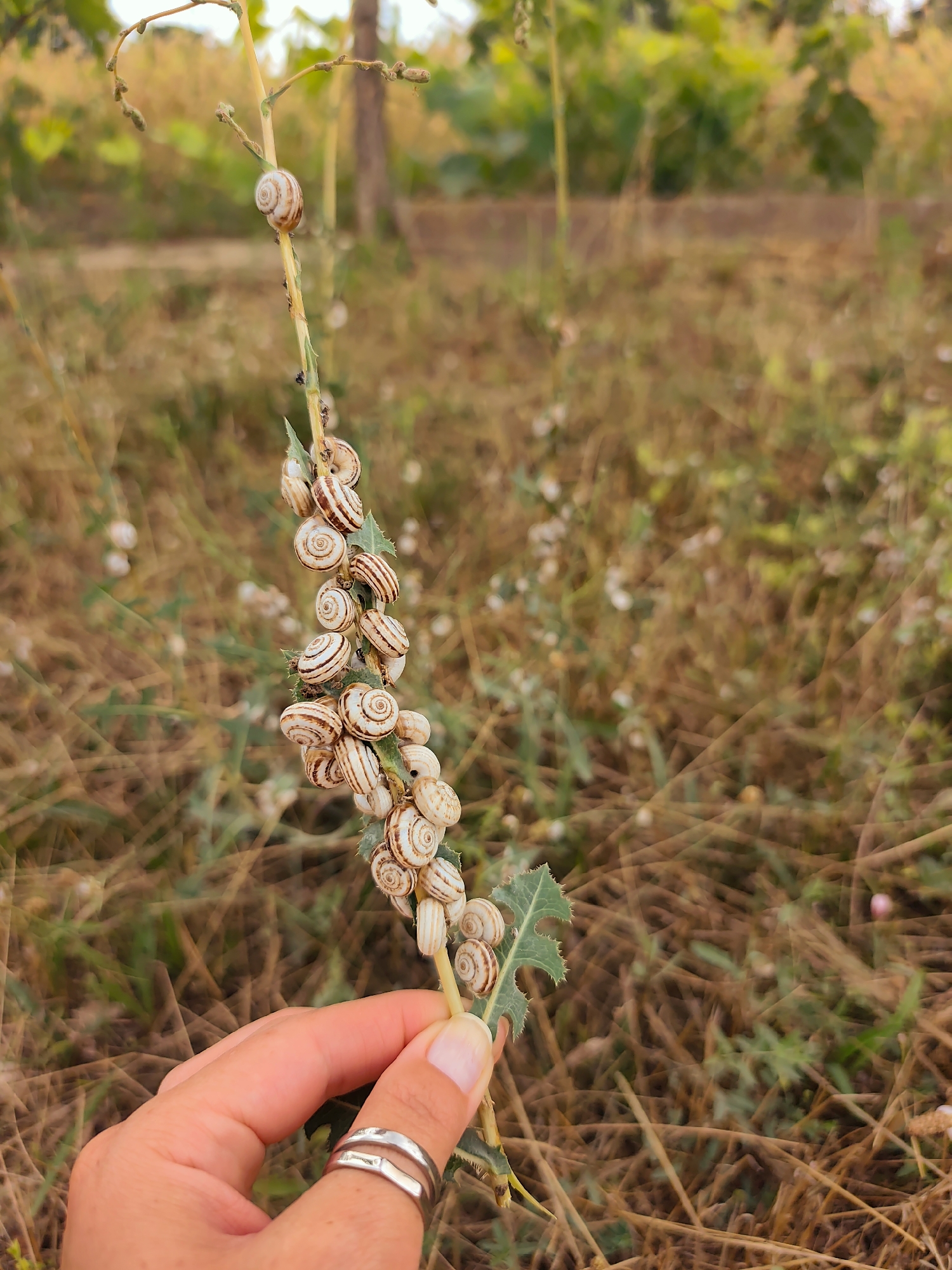 In Goyany, Moldova, a close-up shot focuses on a hand wearing a silver ring, holding a thin stalk of dry grass adorned with numerous small, striped snails. The stalk is bent downwards, and the snails are clustered closely together along its length. The background is a blur of dry grass and foliage, suggesting an outdoor, natural environment. The lighting is soft, likely natural daylight.