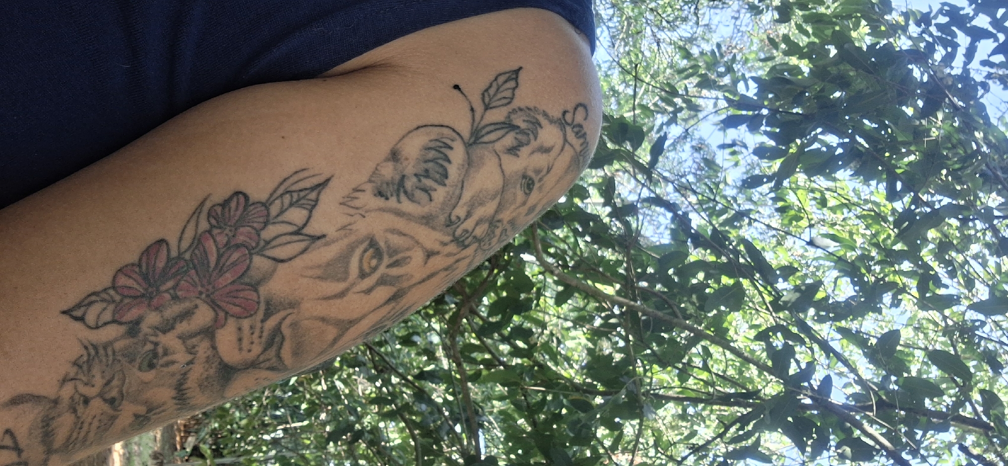 The image shows a close-up of a person's arm with tattoos, set against a natural outdoor background. The arm is positioned at an angle, with the shoulder and bicep visible on the left side of the frame. The person is wearing a dark blue garment, likely a t-shirt or tank top, visible on the upper left.
The tattoo on the arm features a detailed depiction of a large feline, possibly a lion or tiger, with prominent eyes and facial features. Above the head of the large feline, there are several floral elements, some outlined in black and others filled with a reddish-pink color. Further up the arm, integrated with the feline design, appears to be a smaller, younger feline or cub, and other botanical elements like leaves and a small branch. A name, "Sam," is visibly tattooed in script on the upper part of the arm, near the shoulder, above the smaller feline.
The background consists of lush green foliage and branches, with patches of bright blue sky visible through the leaves, indicating a sunny daytime setting. The natural environment suggests an outdoor location, consistent with the provided context of Vallecito, Venezuela. The lighting is bright and natural. No specific activity or event is depicted, beyond the display of the tattooed arm outdoors.