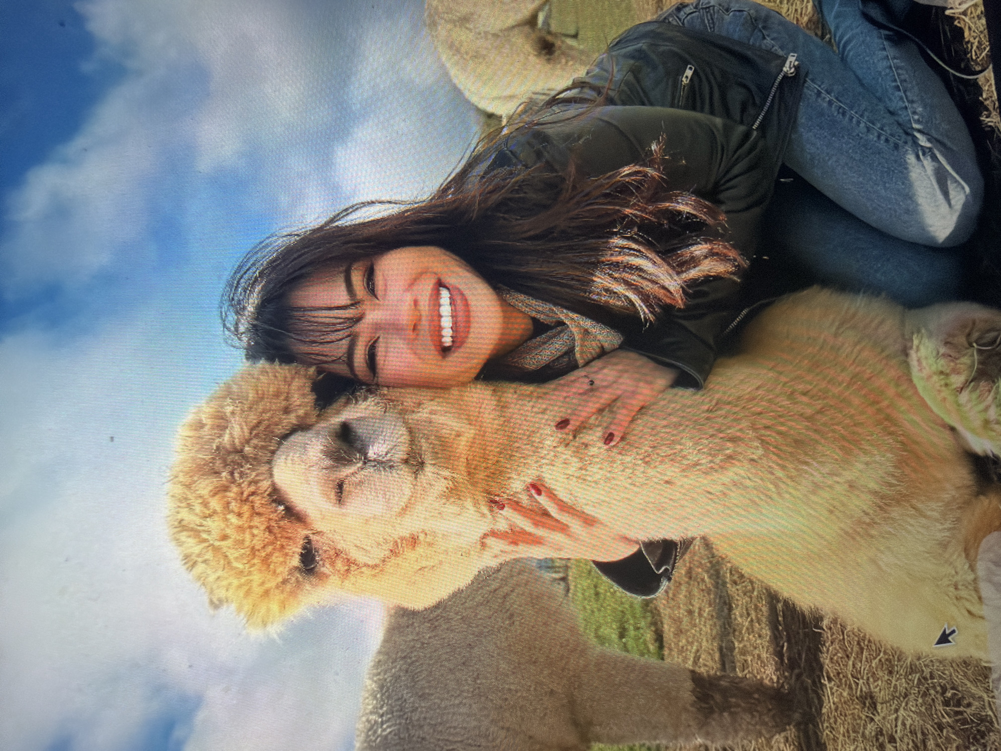 The image displays an outdoor scene at an alpaca farm in Shumen, Bulgaria. A young adult female, with dark hair and a wide smile revealing white teeth, is depicted kneeling and embracing a light-colored alpaca. She wears a dark jacket, blue jeans, and a patterned scarf; her fingernails are painted red. The alpaca, featuring thick, light brown fleece, appears to be resting its head with partially closed eyes. The background consists of a grassy field with areas of dried vegetation. Two additional alpacas are visible: one standing to the far left, and another partially visible grazing in the distant right. The sky above is blue with scattered white clouds, illuminated by bright natural light.