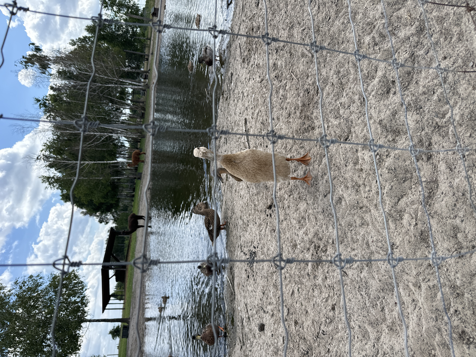 An outdoor scene depicts a sandy enclosure adjacent to a body of water, with a wire fence in the foreground. Several ducks are present on the sandy ground and in the water. In the background, two alpacas are visible, one dark brown and the other reddish-brown, standing near a covered structure and a line of trees. The sky is partly cloudy. The scene appears to be a farm or animal sanctuary located in Kostiantynivka, Ukraine.