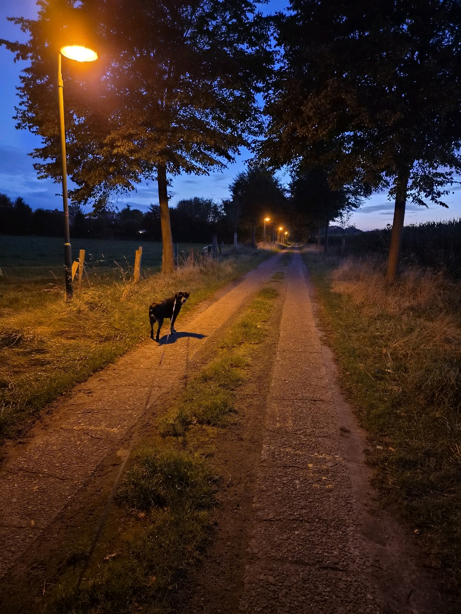 A black dog stands on a gravel path illuminated by a lamppost. The path is bordered by tall grass and trees. The sky is dark blue, suggesting it is evening or night. The scene is located on a rural road in Schiffdorf, Germany.