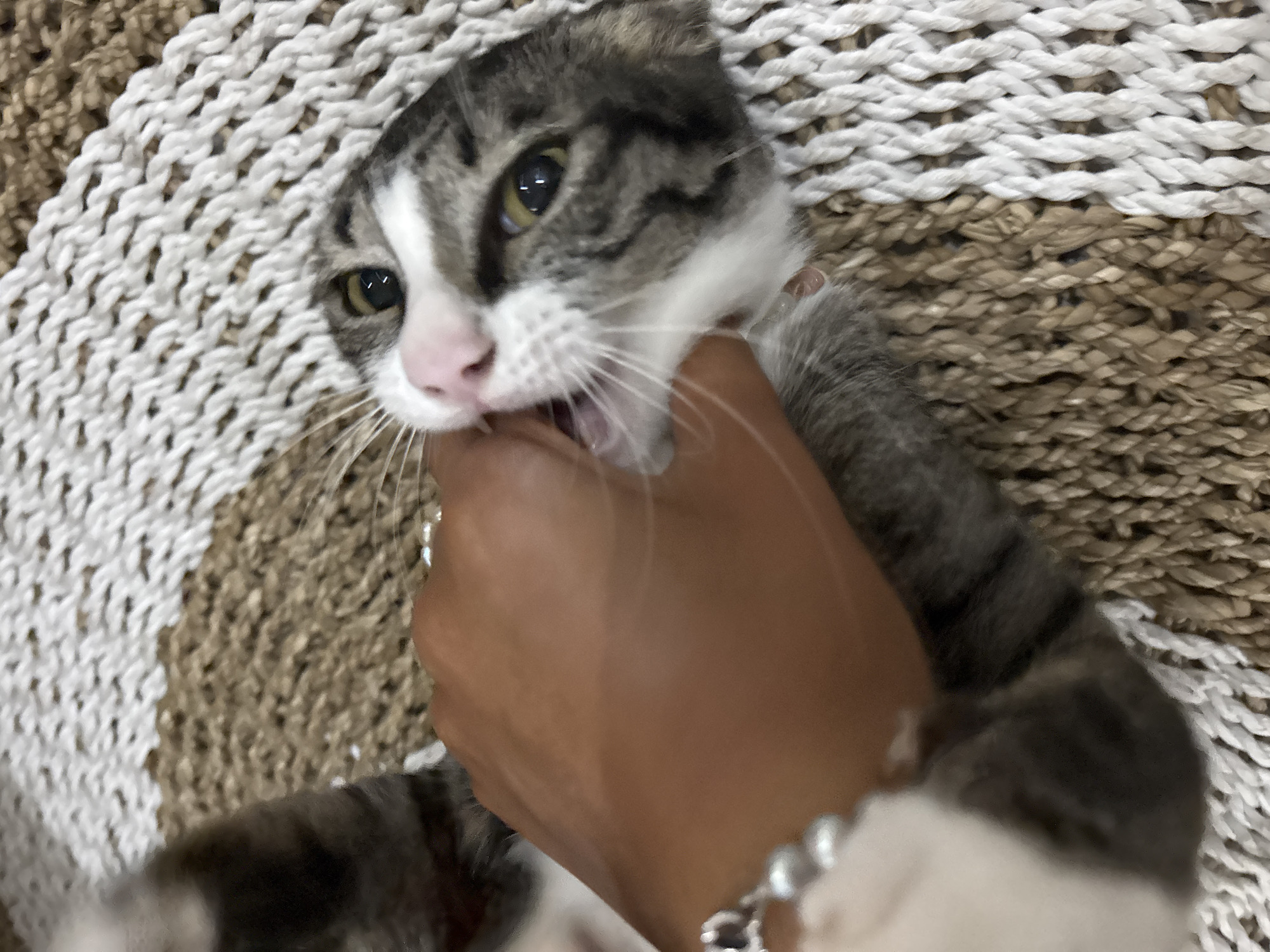 A close-up shot captures a tabby cat playfully interacting with a human hand on a textured, woven surface. The cat, with distinctive grey and white striped fur, a white muzzle, and a pink nose, is seen biting or mouthing the fingers of a hand. Its eyes, a vivid yellow-green, are wide open, conveying a sense of engagement and playfulness rather than aggression. The cat's ears are slightly folded back, a characteristic often seen in playful felines or certain breeds like Scottish Folds.
The human hand, appearing to have light brown skin, is gently held by the cat. A silver-colored bracelet with multiple small beads or charms is visible on the wrist of the hand. The background consists of a woven rug or mat, featuring alternating horizontal bands of white and natural, earthy brown fibers, creating a distinct pattern and texture. The focus is tightly on the interaction between the cat and the hand, with the woven surface filling the rest of the frame. The scene suggests a lighthearted moment of pet-owner interaction, possibly within a home or accommodation in Kuta Selatan, Indonesia. There is no visible text in the image.