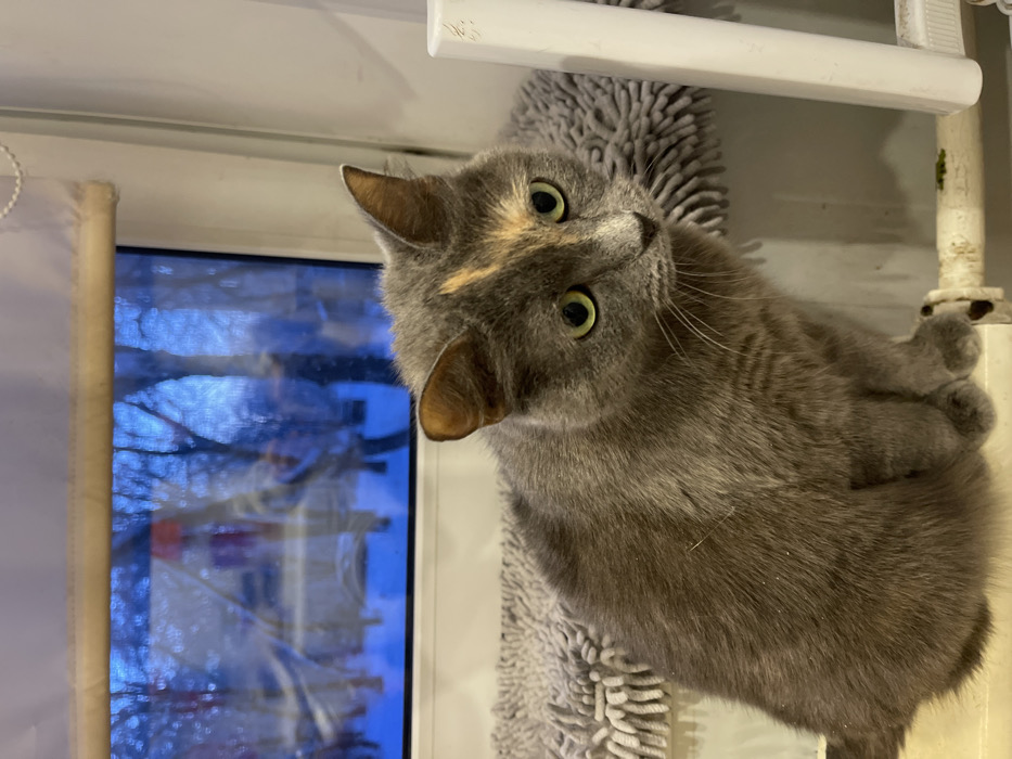 The image captures a charming close-up of a domestic cat, primarily a dilute tortoiseshell, with a soft grey coat. The cat is looking directly at the camera with an inquisitive expression, its head tilted slightly to the right. Its large, round eyes are a striking shade of green or yellow-green, wide open and attentive. Distinct patches of lighter, possibly cream or light orange fur, are visible above its right eye and near its right ear, adding to its unique coloration. Its whiskers are prominent and white.
The cat appears to be positioned next to a window, which occupies the left side of the frame. Through the window, an outdoor scene is visible, characterized by a cool, subdued blue light, suggesting either late evening or early morning. Bare tree branches are discernible against the blue sky, hinting at a winter or late autumn season. Reflections are present on the window glass, obscuring some details but hinting at distant buildings or streetlights. A light-colored roller blind or curtain is partially visible on the far left of the window frame.
The cat is perched or resting on a textured, shaggy grey surface, likely part of a cat tree, a soft mat, or a scratching post, which is visible beneath its body. Its front paws are gently gripping a white, vertical structure on the right side of the image, which could be a pipe, a radiator, or part of a window frame, suggesting it is holding on for balance or comfort. Above the cat's head, a clean white horizontal bar, possibly a window sill or shelf, crosses the top of the frame. The overall atmosphere is intimate and focused on the cat's endearing gaze. No text is visible in the image.