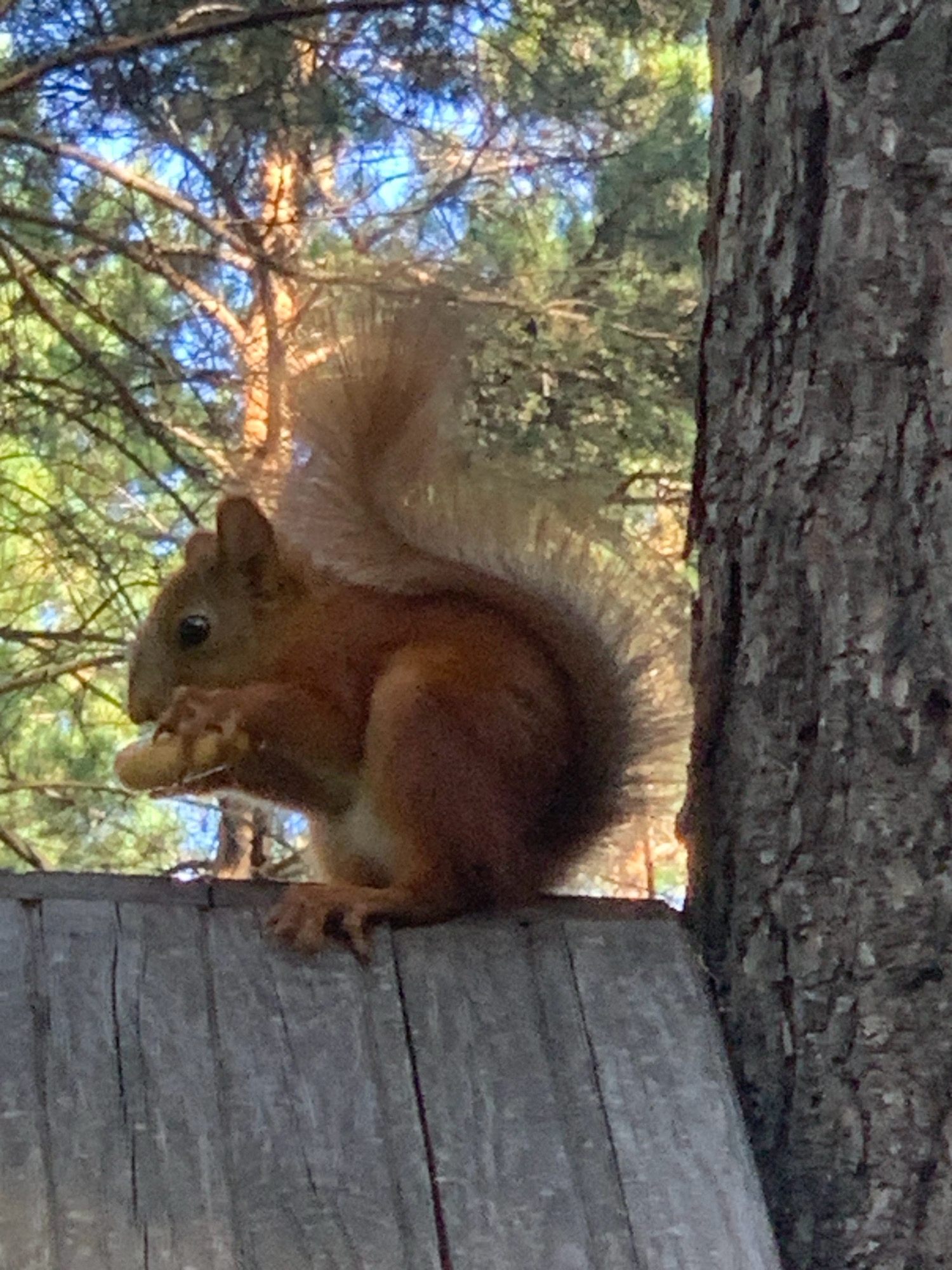 An adult Eurasian red squirrel is perched on a weathered wooden surface, holding and eating a nut with its forepaws. The squirrel is predominantly reddish-brown with a bushy tail. The background features trees with dappled sunlight filtering through their branches, suggesting an outdoor, possibly forested environment. To the right of the squirrel is the rough bark of a large tree trunk. The image was taken in Prokopyevsk, Russia.