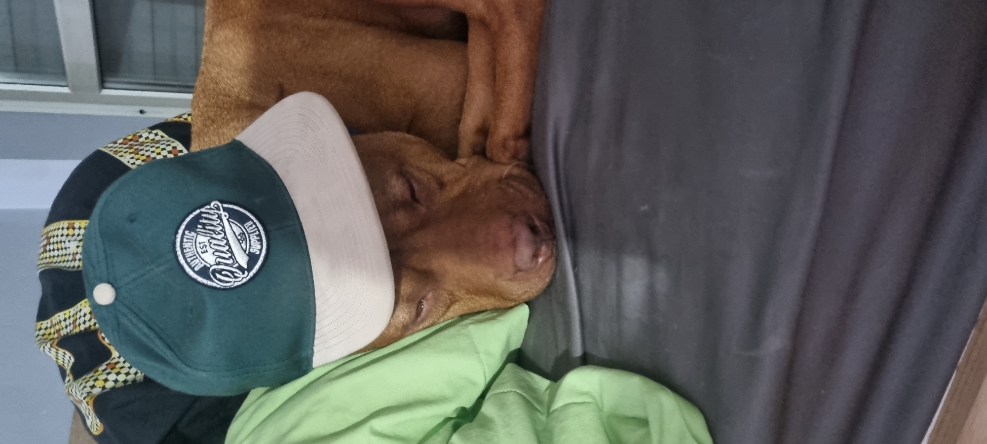 A close-up, horizontal shot captures a reddish-brown dog sleeping on bedding. A two-tone baseball cap, with a dark green crown and a tan visor, is placed on the dog's head. The cap's logo, "Authentic Quality Supplier," is visible. The bedding beneath the dog appears to consist of a light green sheet and a dark gray duvet. Other decorative elements, including a patterned object, are faintly visible in the background. The location is indicated as Unknown, Unknown.