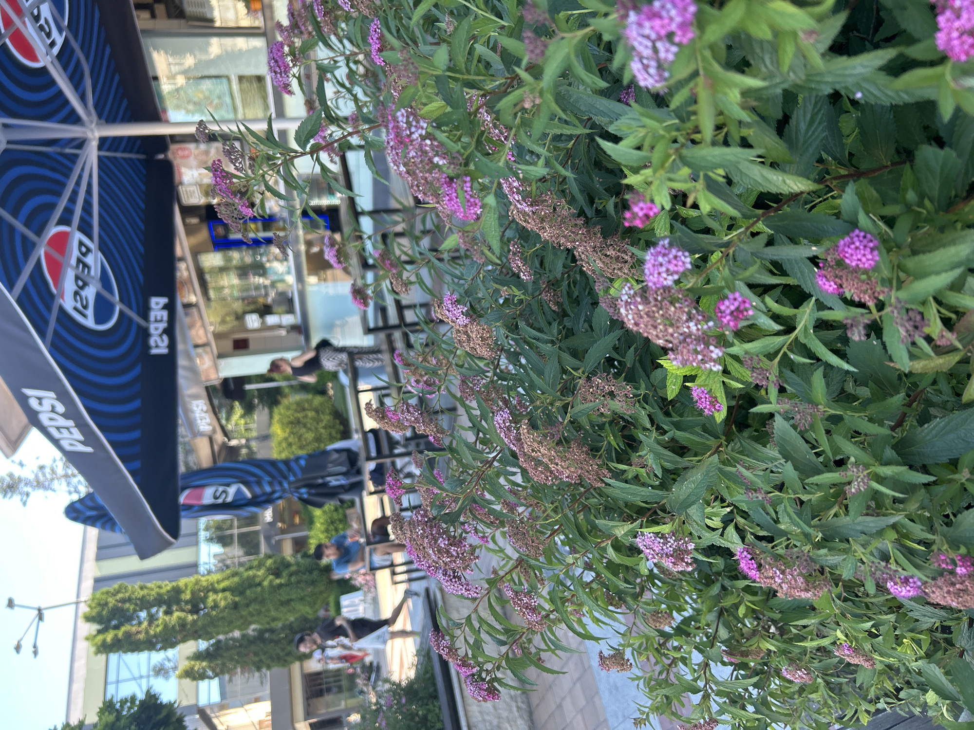 In an outdoor setting, likely a cafe or dining area, a lush green bush with clusters of small pink flowers occupies the foreground. In the mid-ground, several tables and chairs are visible, suggesting a seating area. Behind the tables, a building with large windows and a blue and white striped awning with Pepsi logos is present. A few people are scattered in the background. One person is walking on a paved walkway, while others are seated at the tables. The overall environment appears to be bright and sunny, possibly during the daytime.