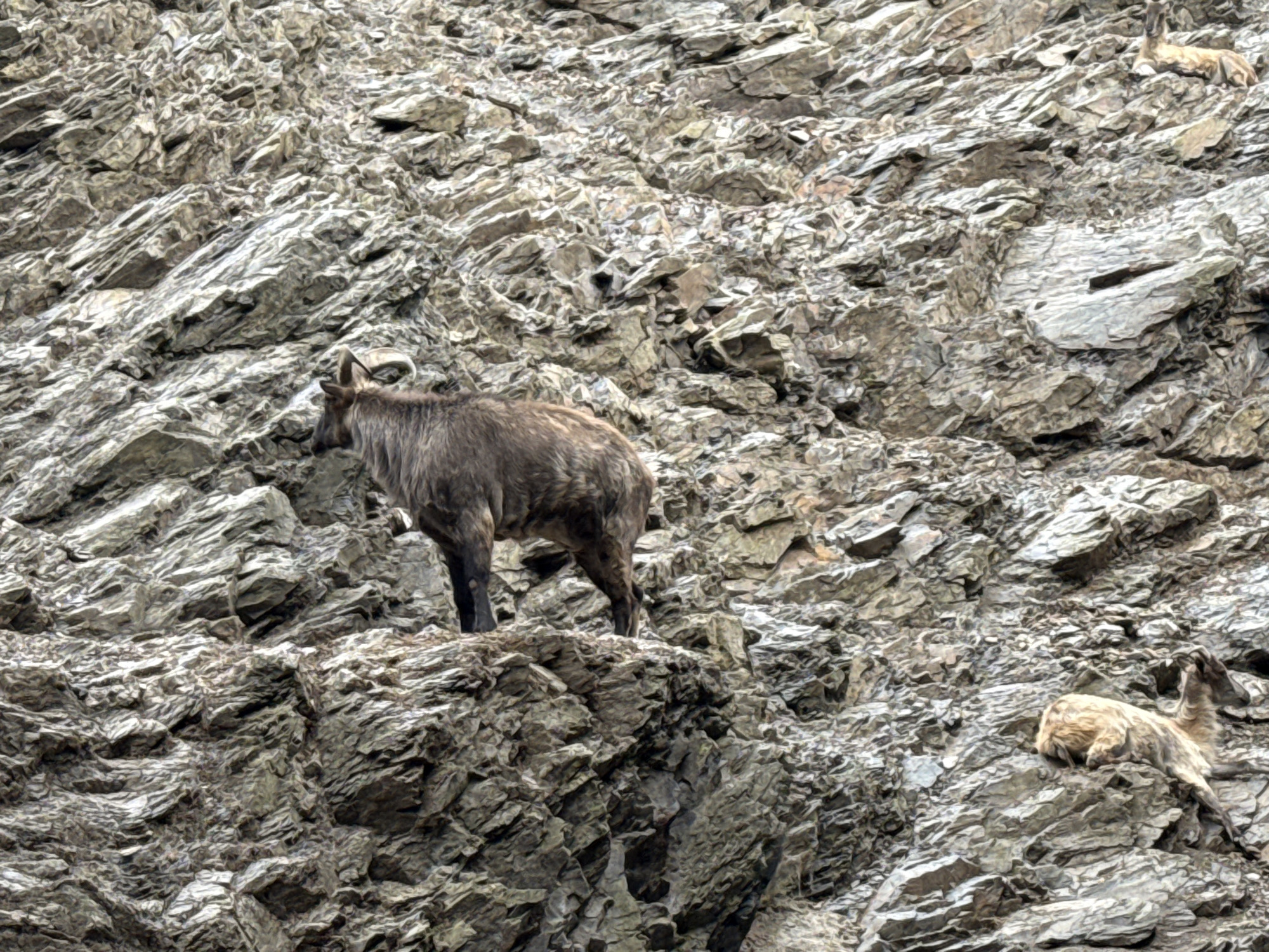 The image depicts a rocky mountainside with two Himalayan tahr, an animal native to the Himalayas, not Prague. The larger tahr stands on a ledge, facing left with its head down. Its fur is dark brown and shaggy, and it has curved horns. Below and to the right, a smaller tahr is lying down, facing left. Its fur is lighter brown. The background is a textured, grey rocky cliff face, characteristic of mountainous terrain. There are no buildings, man-made structures, or any indication of the city of Prague in this image.