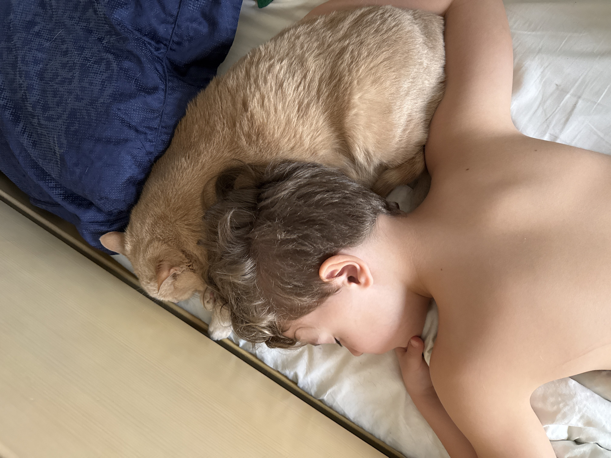 A young child and a cat are sleeping on a bed. The child is lying on their side, facing towards the left of the frame, with their head resting near a blue pillow. A light orange cat is curled up near the child's head, against the pillow. The bed has white linens and is next to a light wood-colored bed frame. The location of the image is not indicated.