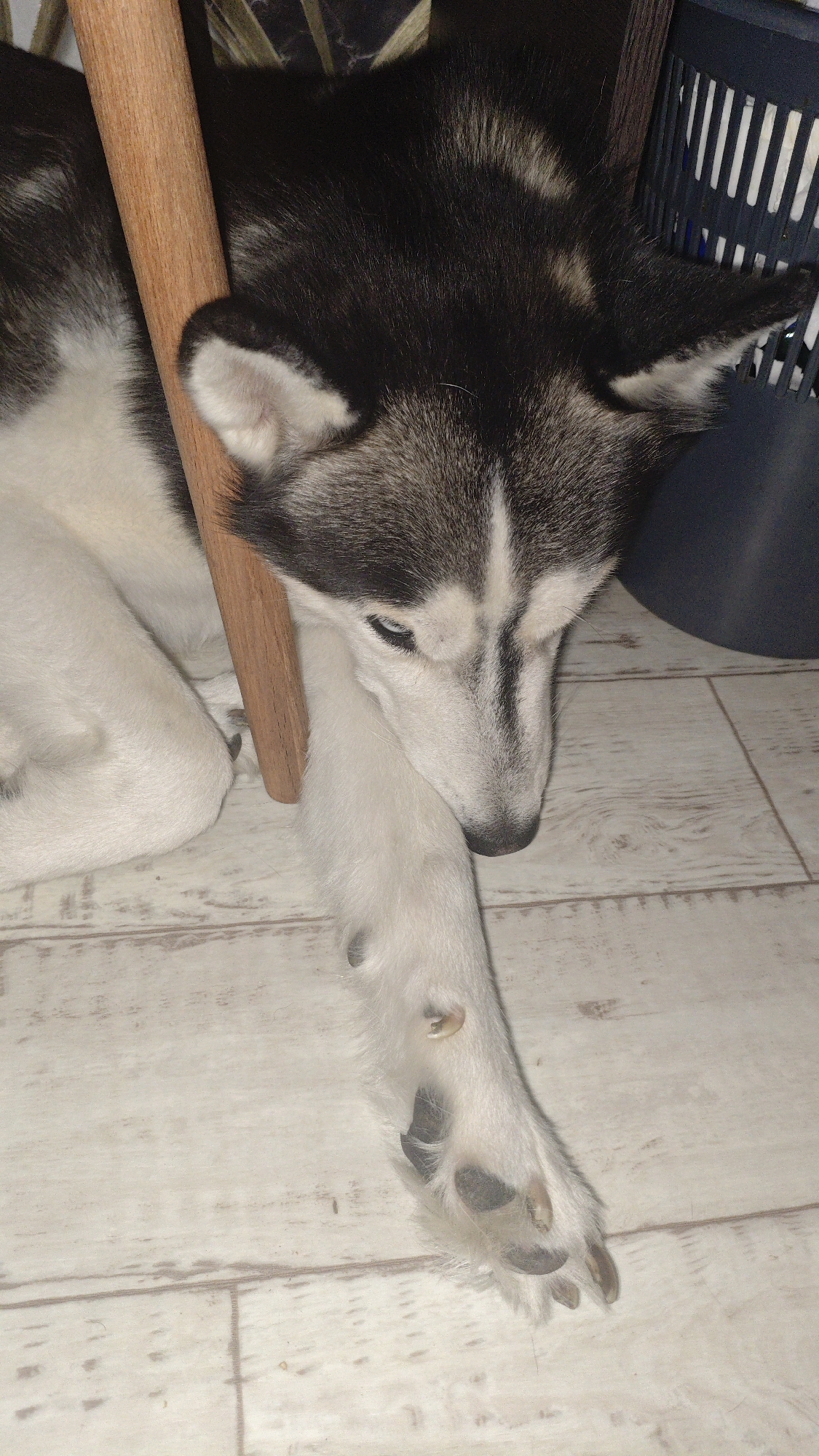 A husky-type dog is lying down, resting its head on its paw. The dog's fur is a mix of black and white. The dog appears to be indoors, lying on a wooden floor. A wooden pole is partially obscuring the dog's body, and a dark blue laundry basket is visible in the background. The lighting is dim. The scene is not located in Serebriansk, Kazakhstan.