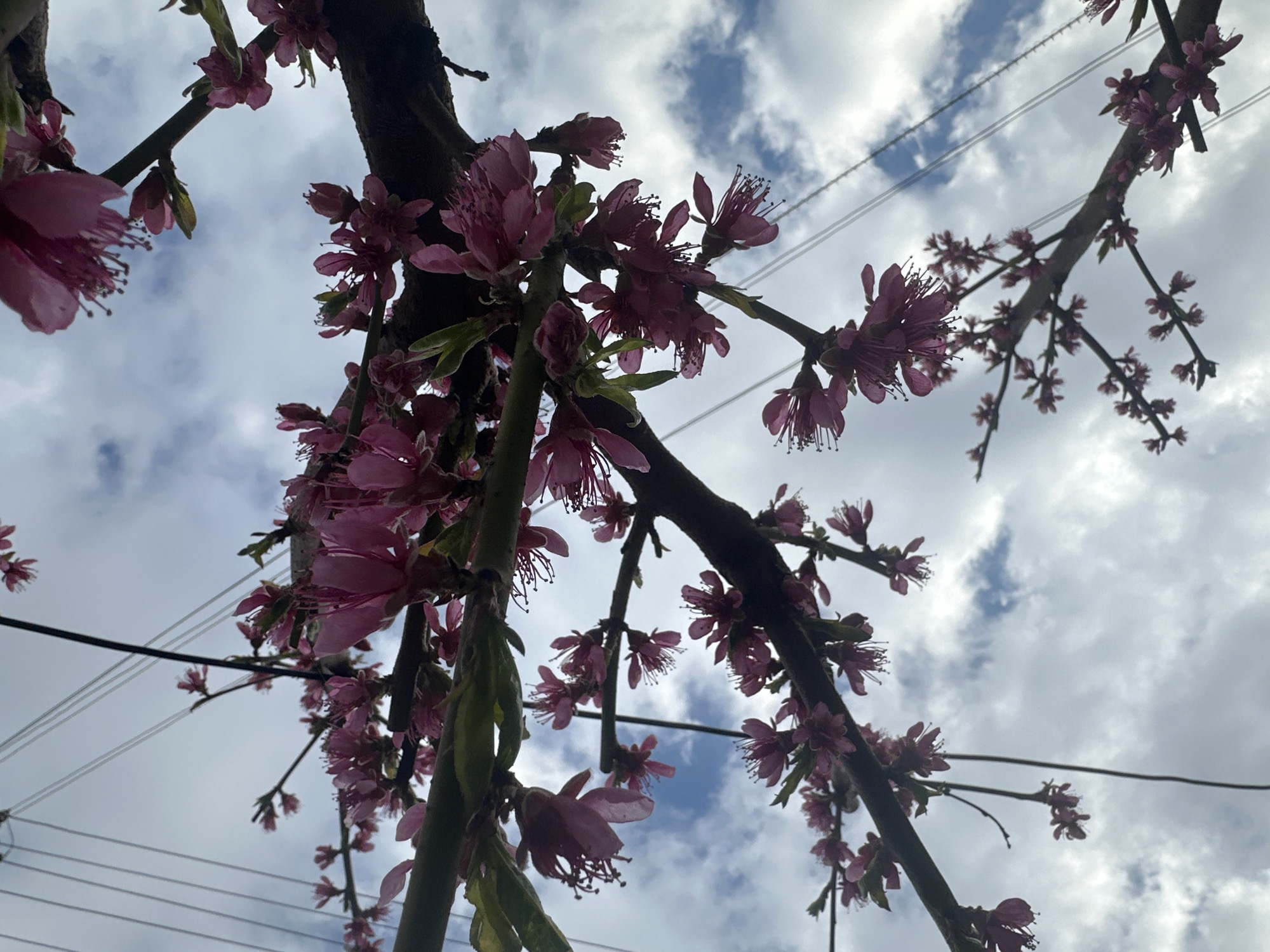 The image depicts a low-angle view of flowering tree branches against a cloudy sky. The blossoms are pink to magenta in color. Several dark branches are visible, some thicker than others, against the backdrop of white and blue clouds. Electrical wires are also visible running across the scene. The location in the city of Choba, Bulgaria is not supported by any evidence in the image.