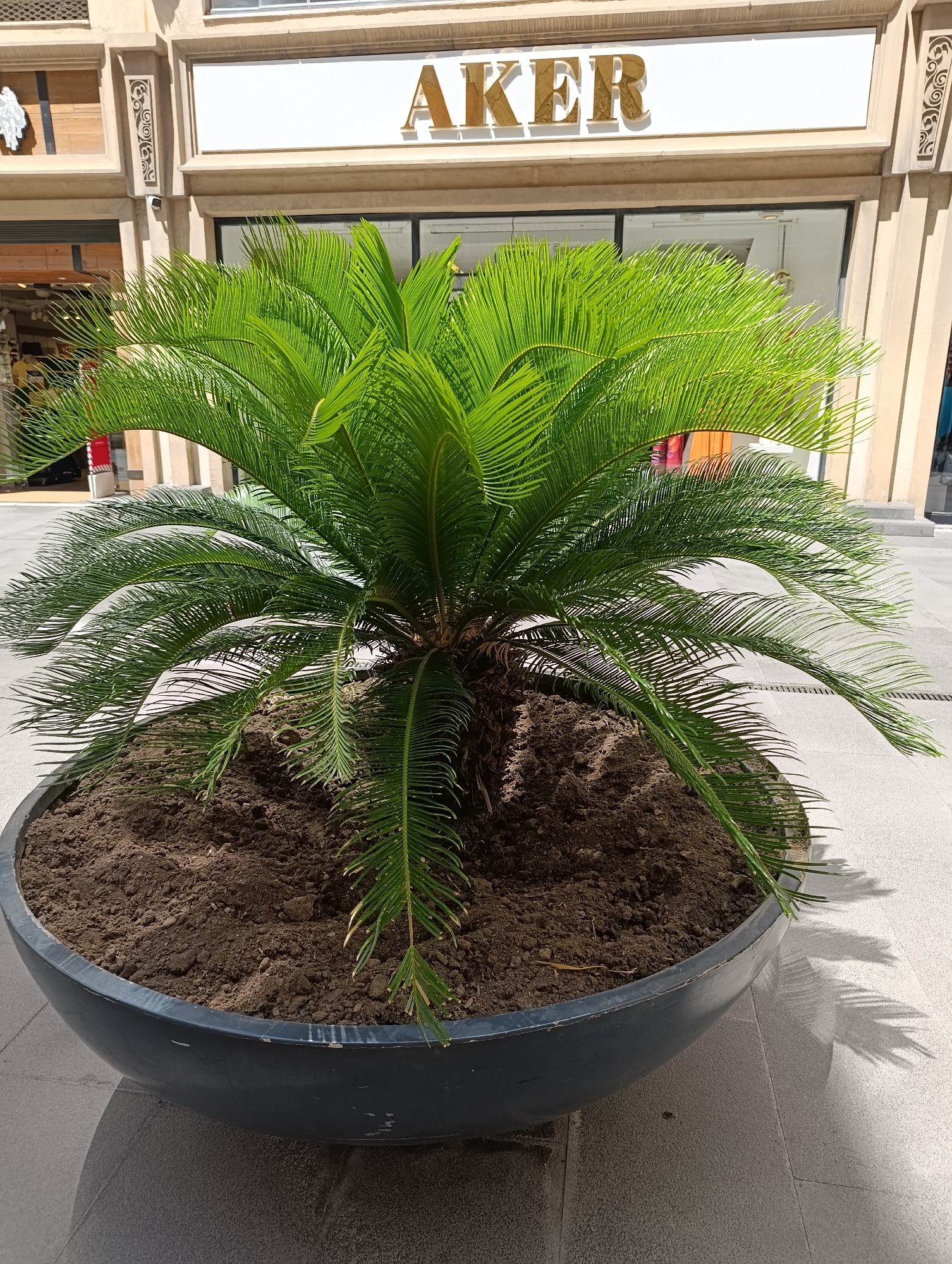 A sago palm is planted in a large, dark grey planter on a light grey paved surface in front of a building with the gold lettering "AKER" above a white sign. The building appears to be a storefront with windows and decorative columns. The sago palm has lush green fronds that extend outwards from a central trunk. The lighting suggests it is daytime with shadows cast on the pavement.