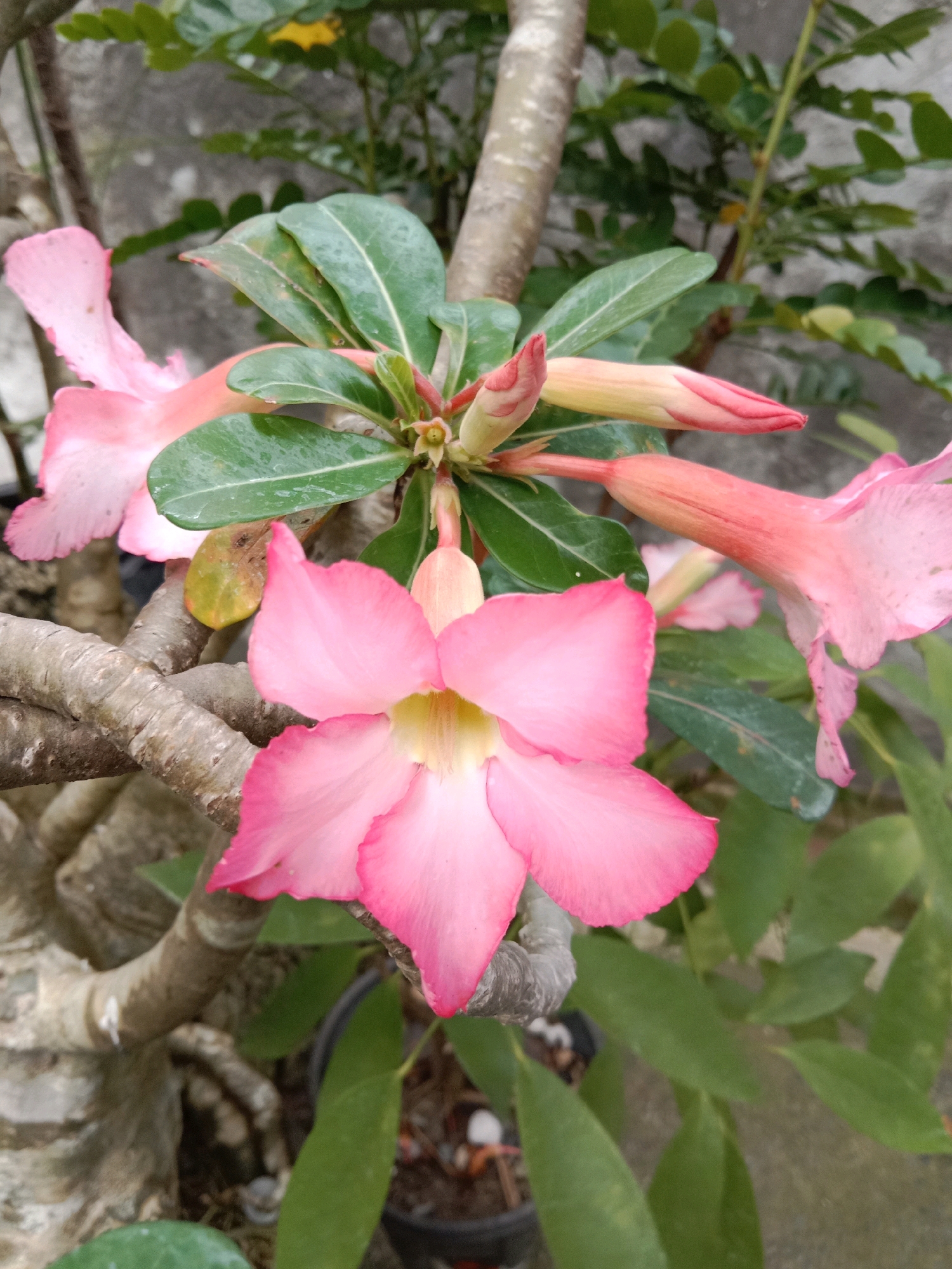 This is a close-up, eye-level outdoor shot of several pink desert rose flowers (Adenium obesum) in bloom, with green leaves and thick, gnarled branches. The main subject is a large, fully opened pink flower in the foreground with five petals, tinged with a lighter pink at the edges and a yellow center. To the left and above, two other pink flowers are partially visible. Several pink buds are also present. The branches are thick, rough, and light brown, suggesting an mature plant. The leaves are a vibrant green, some appearing slightly wet. The background consists of more green foliage and a grey, textured surface, possibly a wall or a pot. The overall impression is of a well-established desert rose plant in a tropical or subtropical environment. The image was taken in Mengwi, Indonesia.