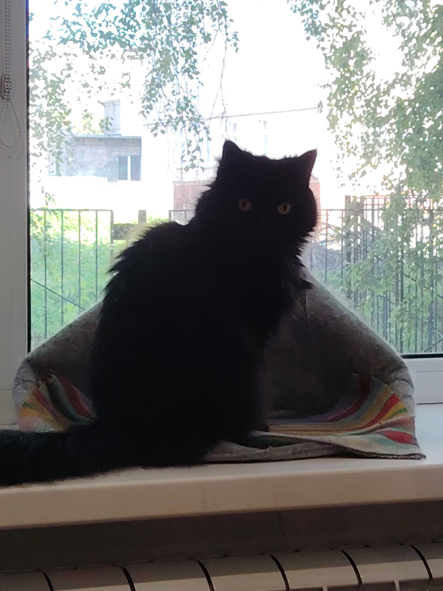 A silhouetted black cat with bright orange eyes sits on a windowsill, facing forward. The cat is perched on a grey pet bed adorned with colorful stripes. Behind the cat, a window offers a view of trees and buildings. The sunlight streams in, creating a bright, almost washed-out effect on the exterior scene. The time of day appears to be daytime, possibly late afternoon, given the quality of light. The cat's fur is long and appears fluffy, especially around its neck. Its gaze is directed at the viewer, and its ears are perked up. The overall mood is calm and contemplative, with the cat enjoying a moment by the window. The background shows a glimpse of urban life, with the suggestion of buildings and a fence visible through the foliage. There is no visible text in the image.