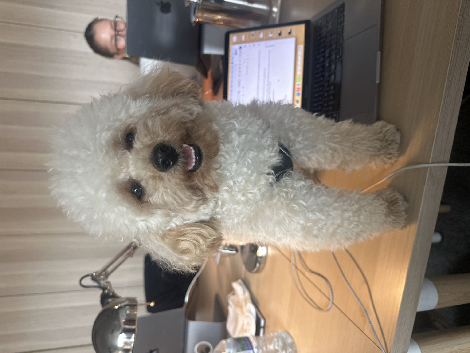 A fluffy, cream-colored dog is lying on a desk in front of a laptop. The dog has a black harness. A person with glasses is visible behind the laptop. The desk also holds a lamp, a water bottle, and other office items. The location is London, United Kingdom.