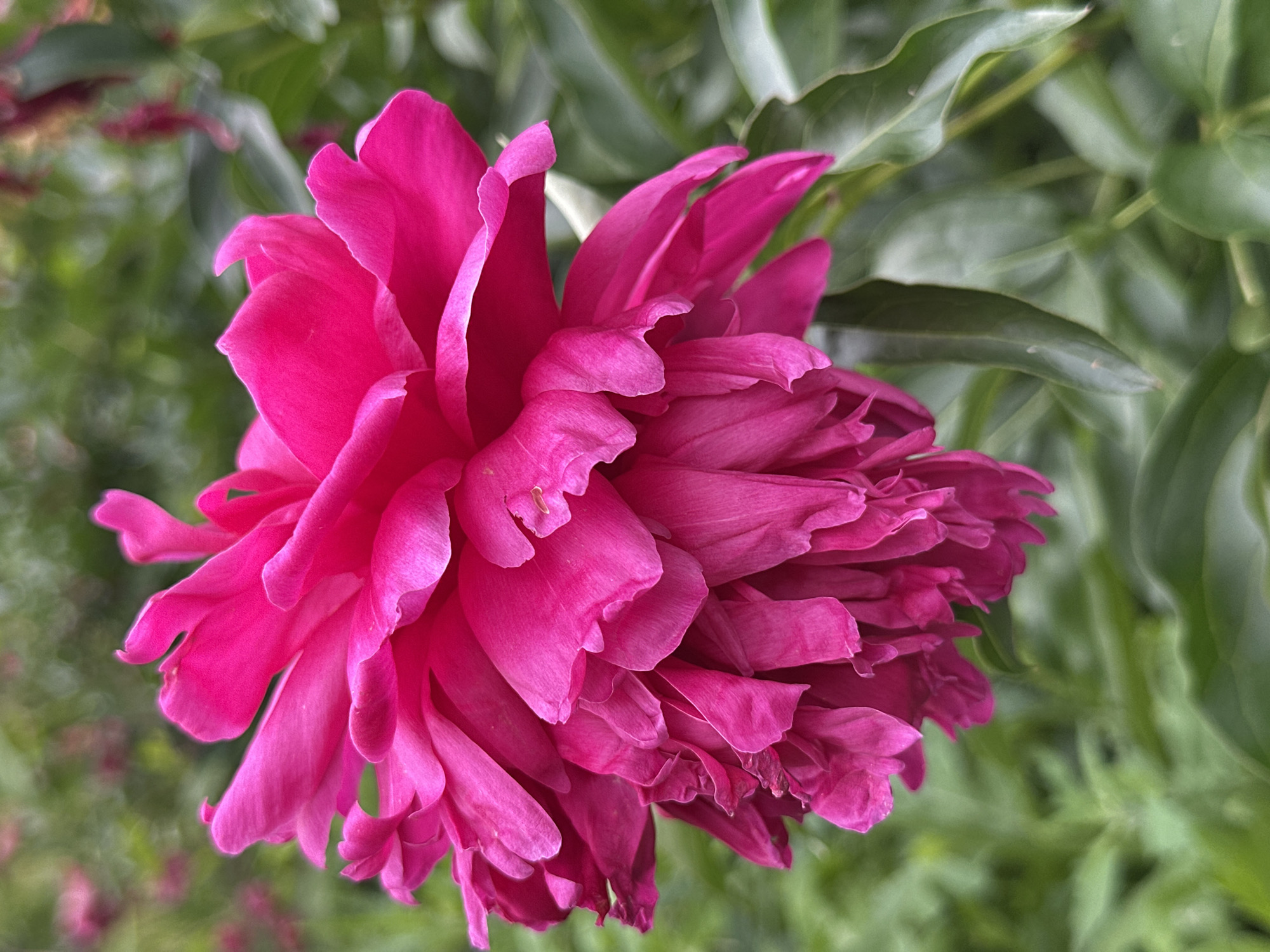 The image shows a close-up of a vibrant pink peony flower. The flower has many layers of ruffled petals, creating a full and opulent appearance. The petals are a deep, saturated pink with subtle variations in shade, highlighting their delicate texture. The background is a soft blur of green foliage, with hints of other pink flowers in the distance, suggesting a garden setting. The focus is sharply on the peony, with the surrounding elements creating a bokeh effect. The lighting appears to be natural daylight, illuminating the flower and its rich color. The image does not contain any identifiable people, specific landmarks, or context related to Chaikovsky, Russia.