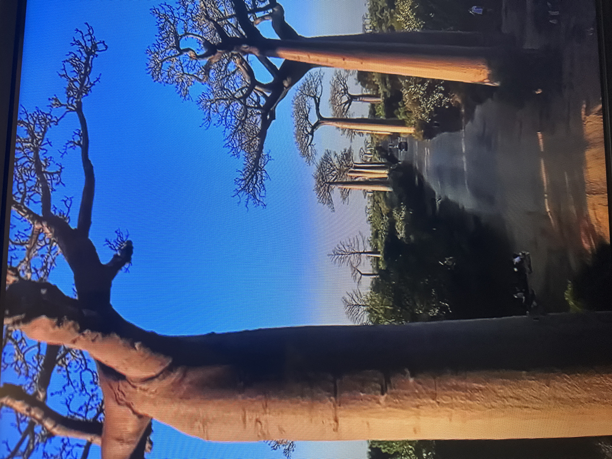 The image depicts a scenic view of the Avenue of the Baobabs in Madagascar, not Kyiv, Ukraine. The foreground is dominated by the massive, smooth trunk of a baobab tree, its bark a warm, reddish-brown. The trunk is thick and bottle-shaped, characteristic of these iconic trees. Emerging from the top of the trunk are thick branches that spread out, devoid of leaves, creating an intricate silhouette against a vibrant, clear blue sky.
Further down a dirt road that winds through the landscape, a line of more baobab trees can be seen, stretching into the distance. These trees are also tall and imposing, with similarly thick trunks and sparse, branching canopies. The road is flanked by lush green vegetation, with some smaller trees and bushes visible.
In the distance, a few vehicles are present on the road, suggesting some level of activity. There are also a few small figures of people visible, one on the right side of the road and a few near the base of the baobab trees in the middle ground, appearing as tiny specks in the vast landscape. The overall impression is one of natural grandeur and a remote, picturesque environment.
