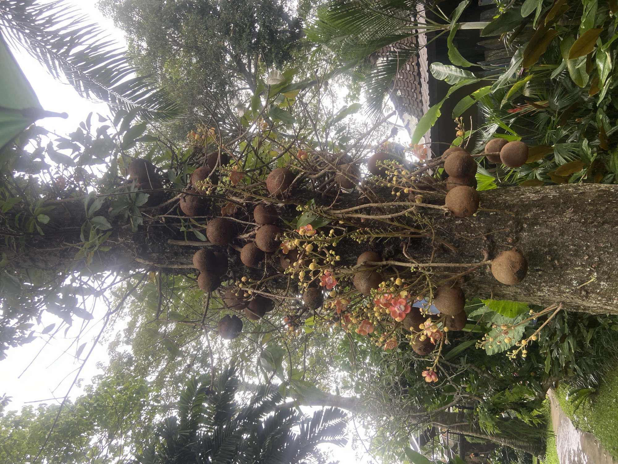 The image depicts a Cannonball tree (Couroupita guianensis) laden with fruit and flowers, taken from a low angle looking up. The tree's trunk is thick and textured, with numerous large, round, brown fruits directly attached. Sprays of pink and yellow flowers are visible amidst the fruit. The surrounding environment includes other trees and foliage, creating a dense, tropical setting. The photograph was taken in Sukawati, Indonesia.
