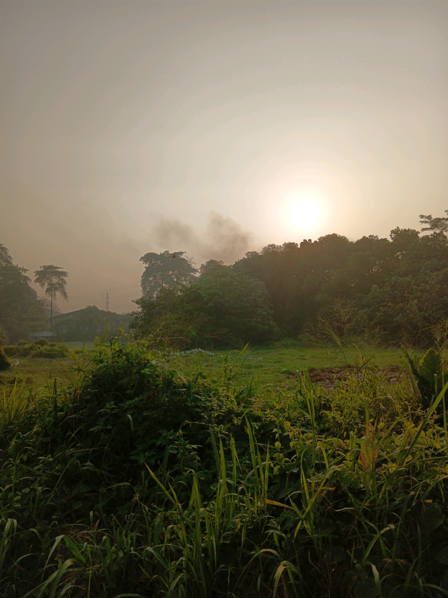 This is a vertical, medium shot of a hazy, sunlit landscape in Bekasi, Indonesia. The sun is partially obscured by a hazy sky, casting a warm glow over the scene. In the foreground, lush green vegetation, including tall grasses and bushes, dominates the frame. Beyond the vegetation, a clearing of green grass is visible, and further back, a dense line of trees forms a dark silhouette against the sky. A thin plume of dark smoke rises from behind the trees on the left side of the image, indicating a possible fire or controlled burn. A building with a dark roof is partially visible behind the trees on the left. The overall atmosphere is serene and natural, with a hint of mystery due to the smoke.