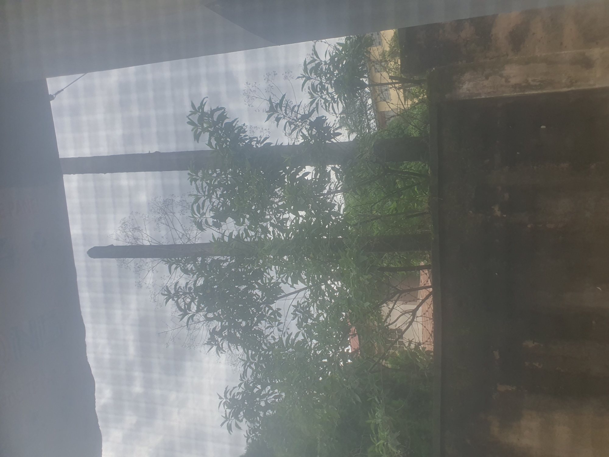 The image depicts an outdoor scene viewed through a gridded window or screen, likely from inside a building. The foreground is dominated by a dark, textured concrete structure on the right, casting a shadow or being in shade. To the left, a shadowy, indistinct shape suggests the interior of the space from which the photo is taken.
The main focus is the view beyond the screen. Lush green foliage from trees and branches fills a significant portion of the frame, obscuring parts of the background. Interspersed with the leaves are thin, delicate branches with small white flowers, suggesting a natural, perhaps overgrown, environment. In the mid-ground, a horizontal wooden beam is visible, spanning across the scene and partially obscured by leaves. Behind the trees, a light-colored building with visible windows can be seen, hinting at a residential or possibly an institutional setting. The sky is overcast and appears bright, suggesting daytime with cloudy weather. The overall impression is one of looking out into a garden or natural area from a sheltered position. The lighting suggests it is daytime, likely morning or afternoon. The scene feels calm and slightly muted due to the overcast conditions and the view through the screen. There is no visible text. The location context of Jos, Nigeria, might imply a tropical or sub-tropical climate, consistent with the abundant greenery.
