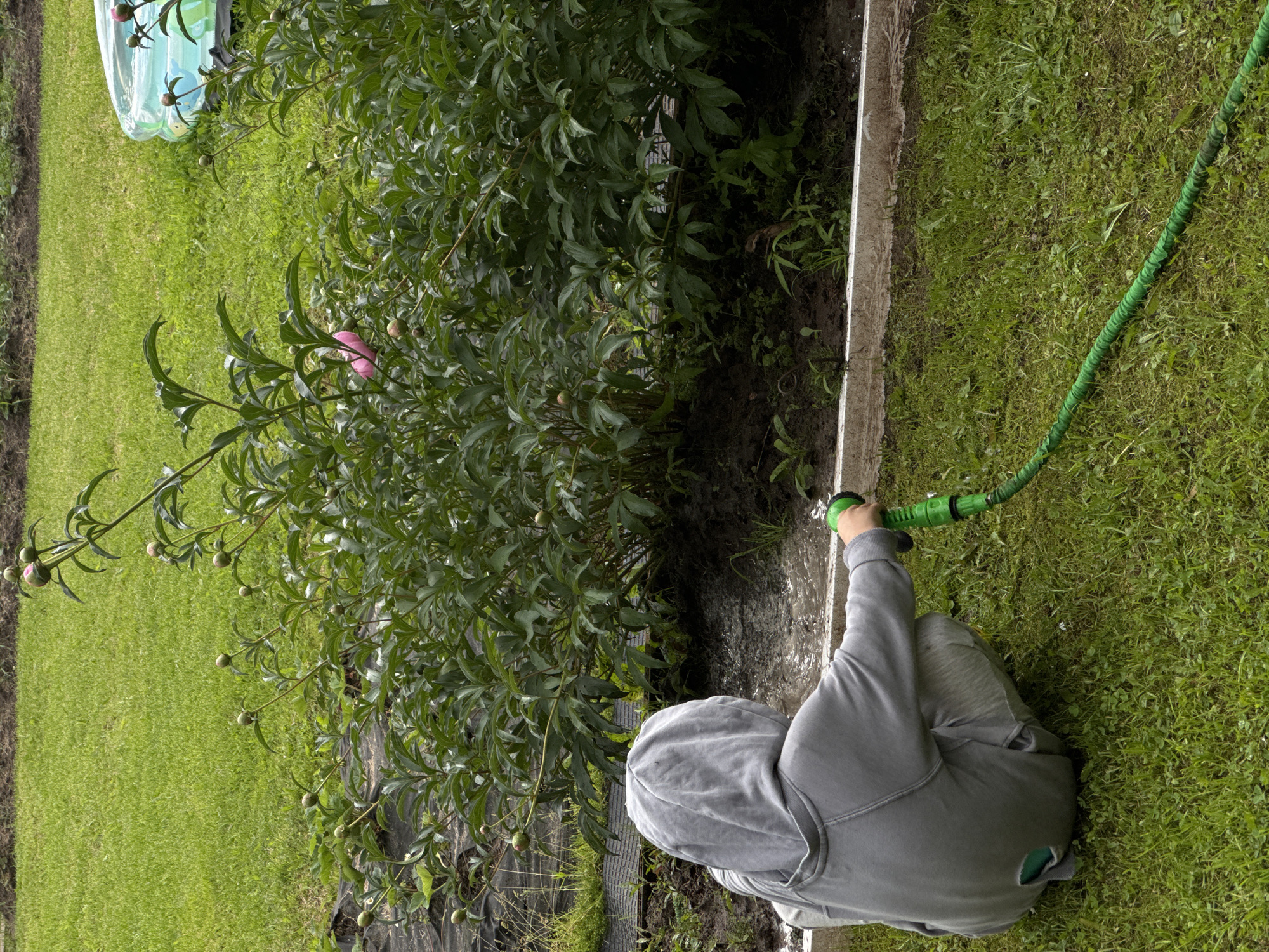 A person in a grey hooded sweatshirt and grey pants, with a torn opening on the left leg of the pants revealing a green undershirt, is kneeling on a grassy lawn. The person is holding a green garden hose with a green nozzle and is watering a bed of plants. The plants are green with multiple buds, suggesting they are peony plants. In the background, there is a green lawn and a partially visible inflatable pool. The scene takes place outdoors, likely in a residential backyard. The location is not specified in the image.