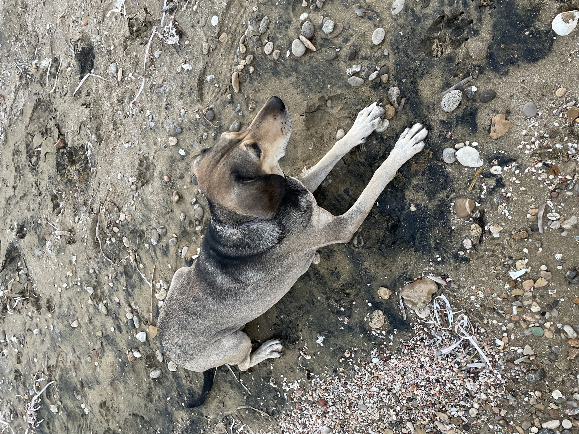 A medium-sized dog with tan and black fur lies on its side on a sandy, pebbly shore. The dog's front legs are extended forward, and its head is turned to the right, with its eyes partially closed. The sand is wet and dark in some areas, possibly due to recent water presence, and is scattered with small stones, shells, and organic debris. In the background, there are faint impressions in the sand that appear to be animal tracks. The overall setting suggests a natural outdoor environment, possibly a beach or riverbank. The image was taken in Spathariko, Northern Cyprus / Cyprus.
