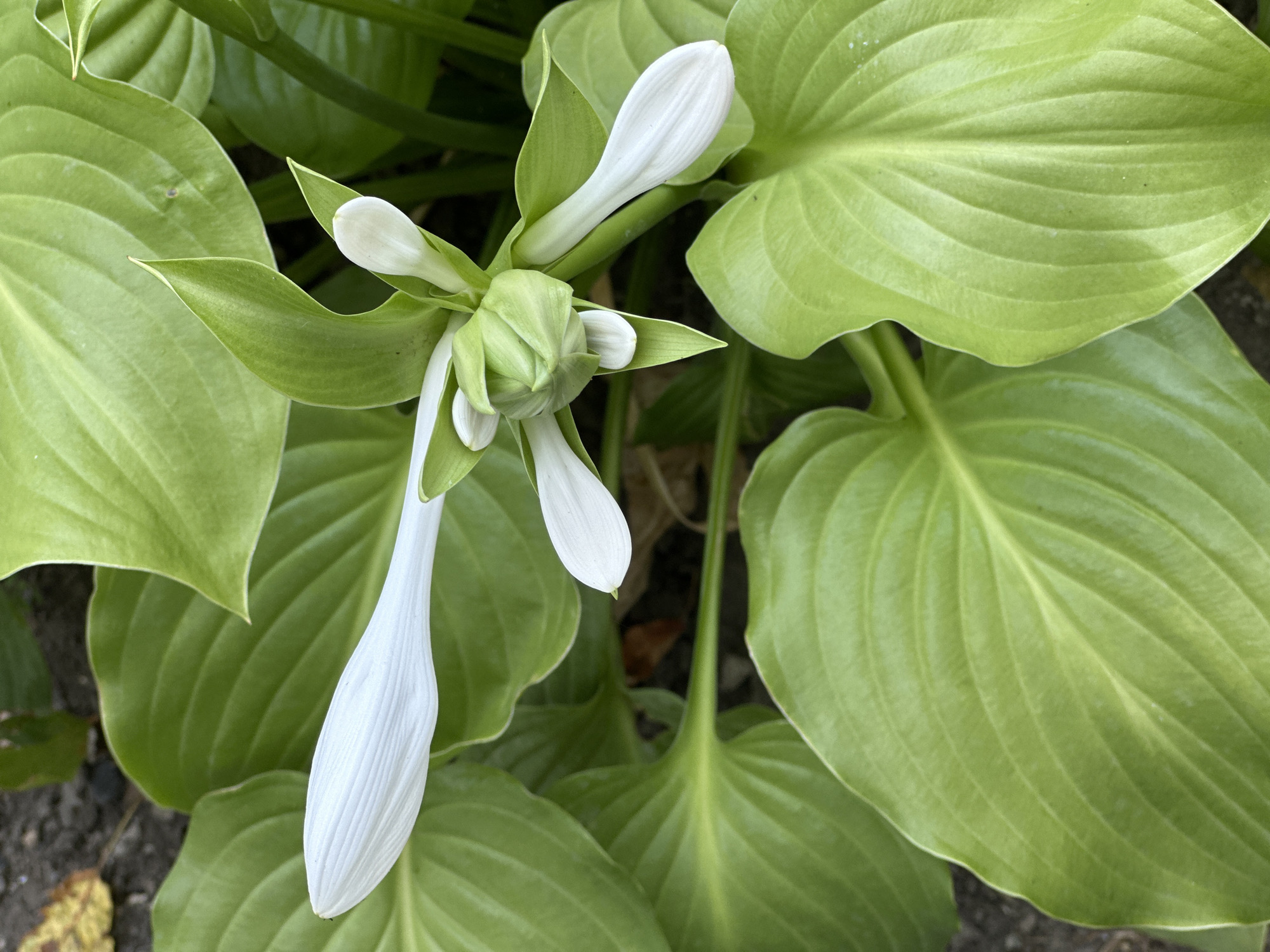 The image shows a close-up view of a white Hosta flower bud and blooming flowers surrounded by large, green Hosta leaves. The bud is tightly closed, while some of the flowers have begun to unfurl, revealing delicate white petals. The leaves are broad and ribbed, with a slightly waxy texture. The background is blurred, but appears to be the ground, with some dark soil and a hint of fallen leaves visible. No people or animals are present in the image. The lighting suggests it is daytime.
This image was taken in Yessentuki, Russia.