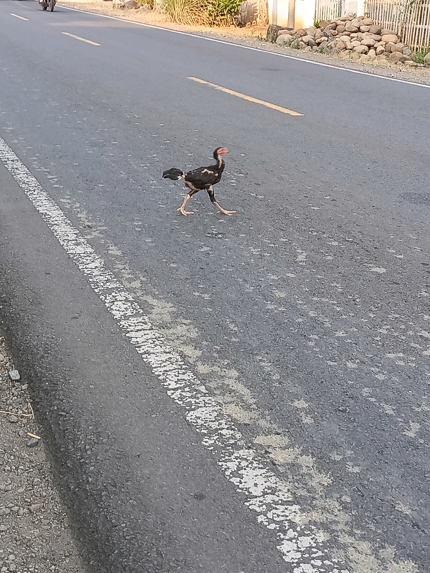 In Tanjung Sanai I, Indonesia, a brown and black chicken walks across a paved asphalt road. The road has a broken white line painted on its left side and a yellow line running down its center. In the background, a pile of rocks and a wooden fence are visible, along with dry grass and foliage. The sun appears to be setting, casting a warm light on the scene. A motorcycle is partially visible in the upper left corner of the image.