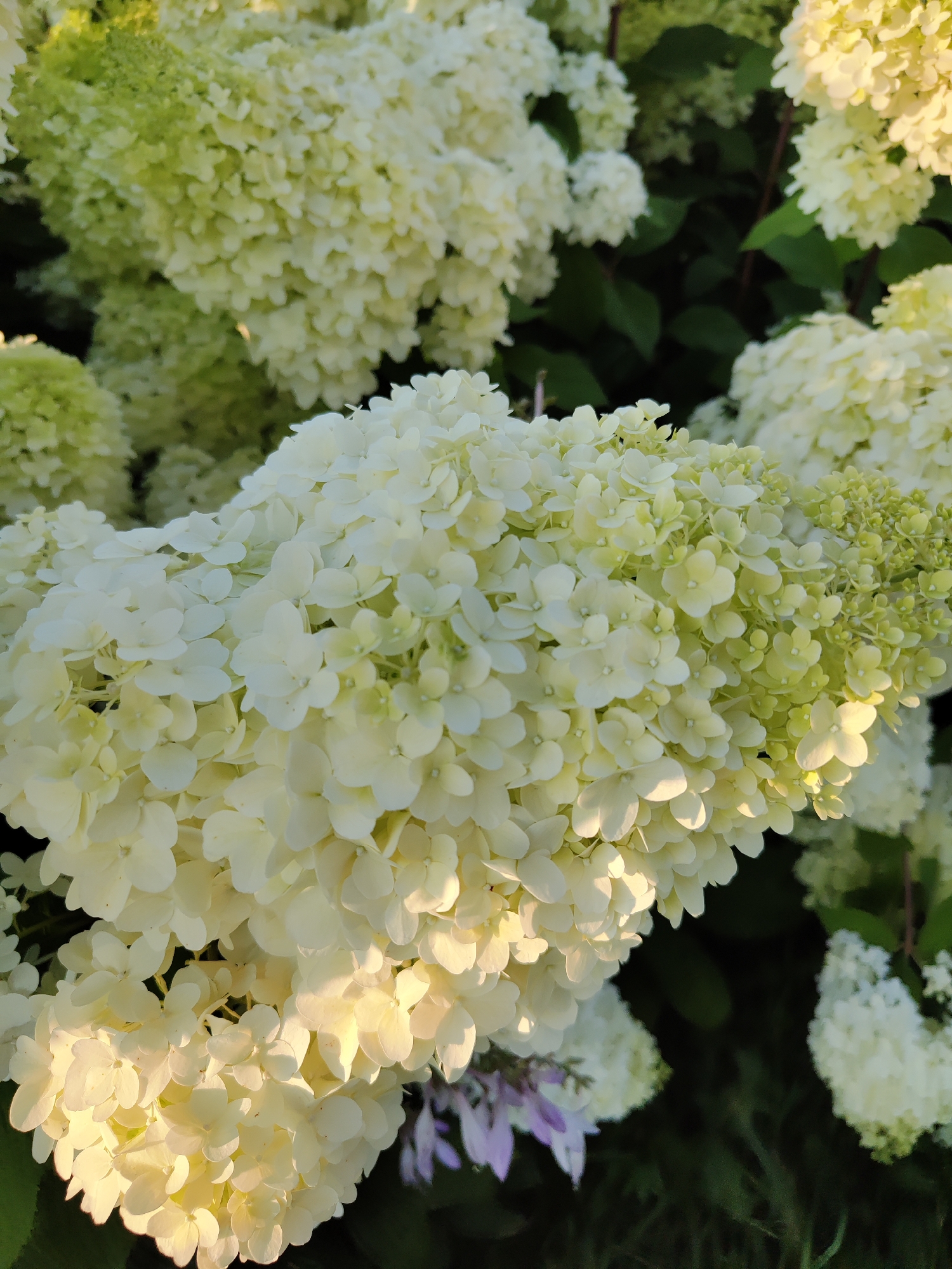 A close-up, outdoor photograph depicts a dense cluster of white hydrangea flowers in full bloom. The blossoms are a creamy white, with some tinges of pale green, particularly towards the center of the clusters. The light, likely from a low sun, casts warm highlights on the petals, creating a soft, luminous effect. The background consists of dark green foliage and other out-of-focus hydrangea blooms. A few delicate purple flower spikes are visible in the lower left portion of the image, providing a subtle contrast to the dominant white. The image has a shallow depth of field, with the foreground flowers sharp and detailed, while the background is blurred. The overall impression is one of lush, natural beauty, possibly captured in a garden setting. The image does not contain any people, urban elements, or specific landmarks that would allow for the identification of the city of Perm, Russia.