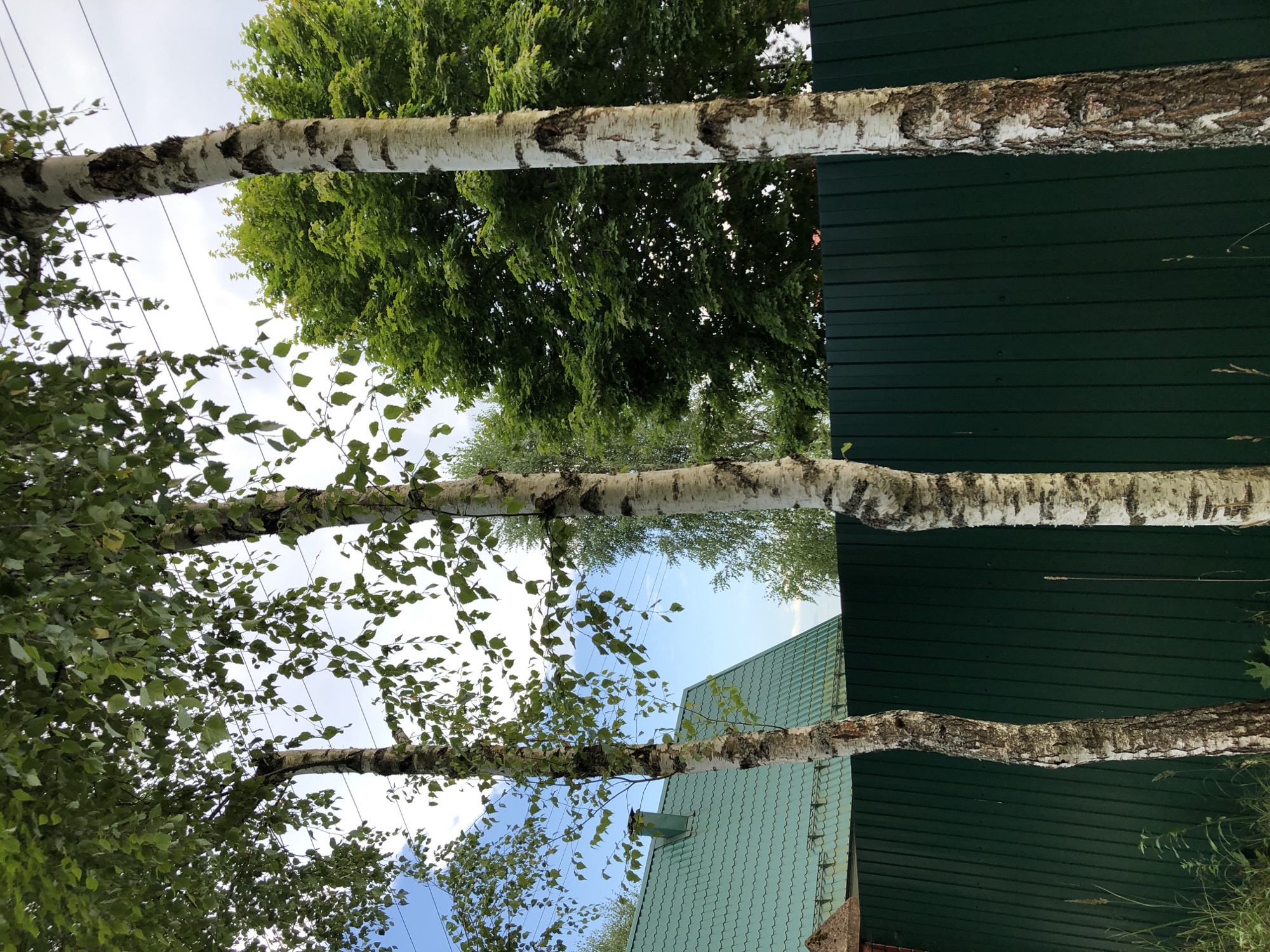 The image displays a residential scene in Садко Снт (макеиха), Russia, with a focus on the natural elements and surrounding structures. In the foreground, three prominent birch trees with their characteristic white and black bark stand tall. Their leaves, a vibrant green, create a canopy against the sky.
Behind the trees, a dark green corrugated metal fence runs horizontally across the frame, providing a visual boundary. To the left of the fence, the roof of a green tiled house is visible, with a chimney extending upwards. The roof has a distinct pattern of overlapping tiles.
In the background, a lush, dense green tree with a broad canopy stands out, contrasting with the slender birch trees. The sky above is a mix of blue with scattered clouds, suggesting a partly cloudy day. Power lines are faintly visible crisscrossing the sky, indicating the presence of infrastructure. The overall environment appears to be a suburban or rural setting, with a blend of natural foliage and man-made structures.