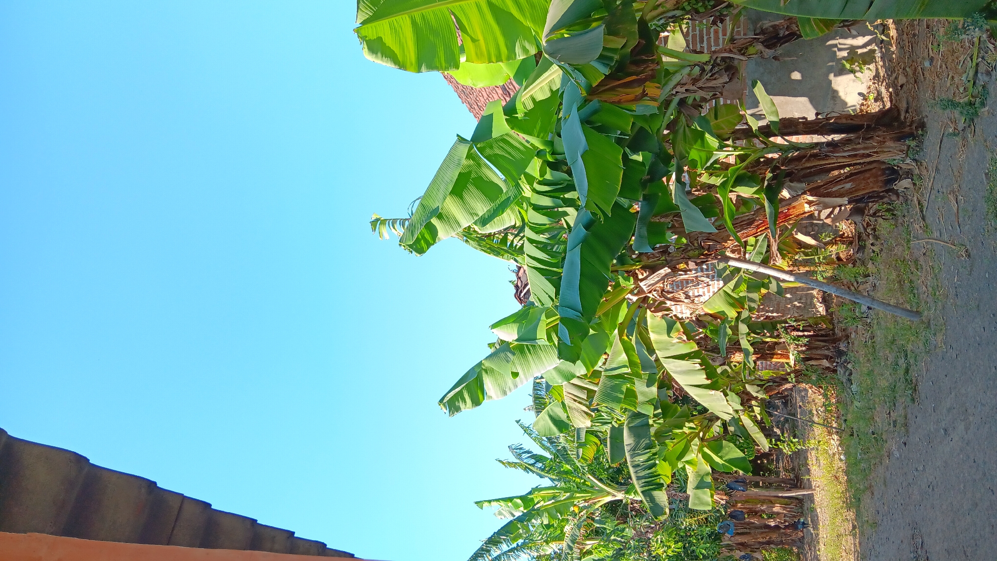 The image depicts an outdoor scene in Sonobekel, Indonesia, under a clear blue sky. The foreground shows a dirt path with sparse dry grass and some green shoots. To the right, a cluster of banana trees with large green leaves and visible pseudostems dominate the view. In the background, a brick building with a tiled roof is partially visible. To the left of the frame, the edge of a building's roof with visible tiles can be seen. The overall impression is of a rural or semi-rural setting. There are no people or animals visible in the image.