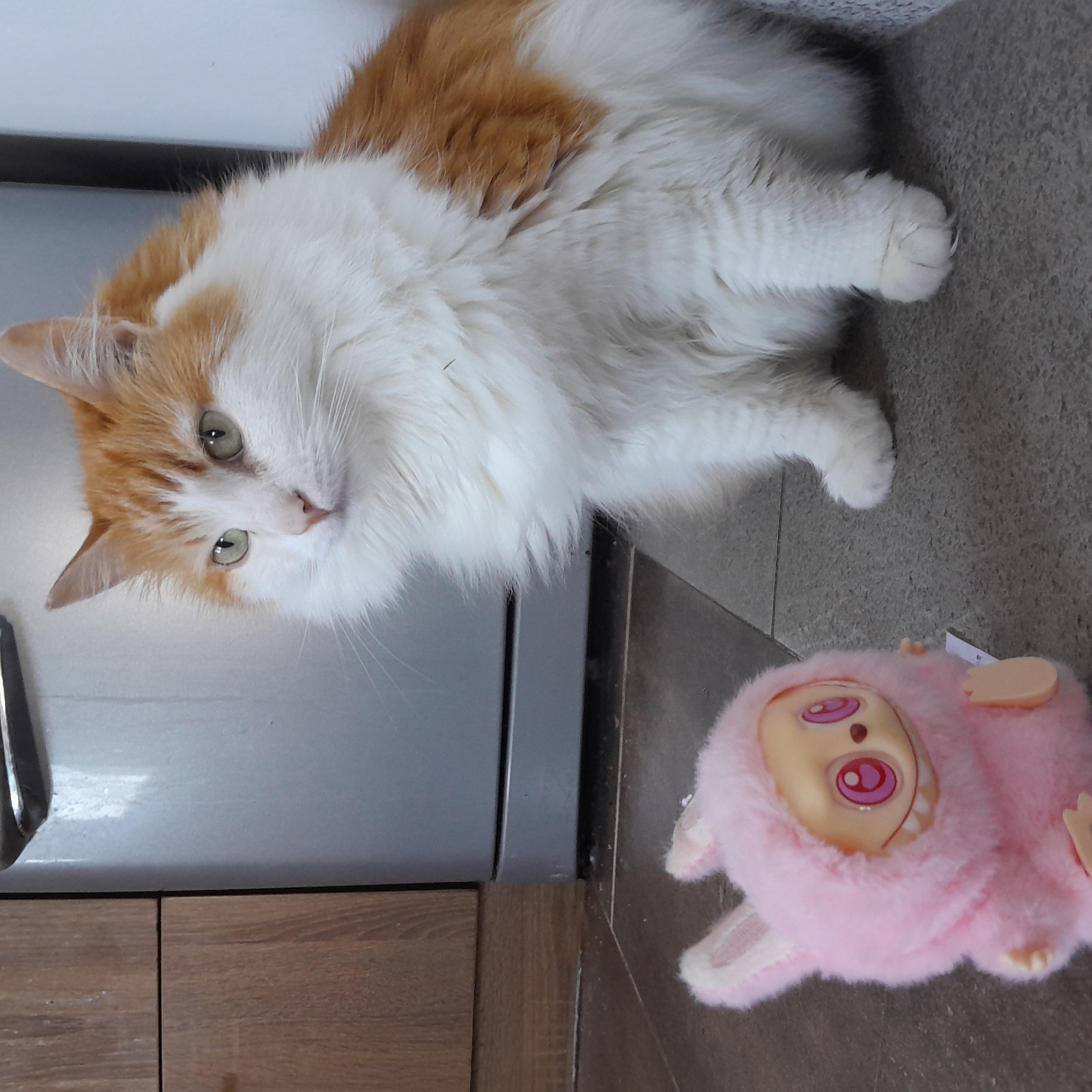 An orange and white cat is sitting on a gray tiled floor in front of a silver appliance. To the left of the cat, a pink plush toy with large, staring eyes and bunny ears is placed on the floor. The cat is looking to the left, away from the toy, with its body facing the viewer. The background includes a portion of a wooden cabinet and the silver appliance. The overall scene suggests an indoor setting, possibly a kitchen or living area, in Novi Pazar, Serbia.