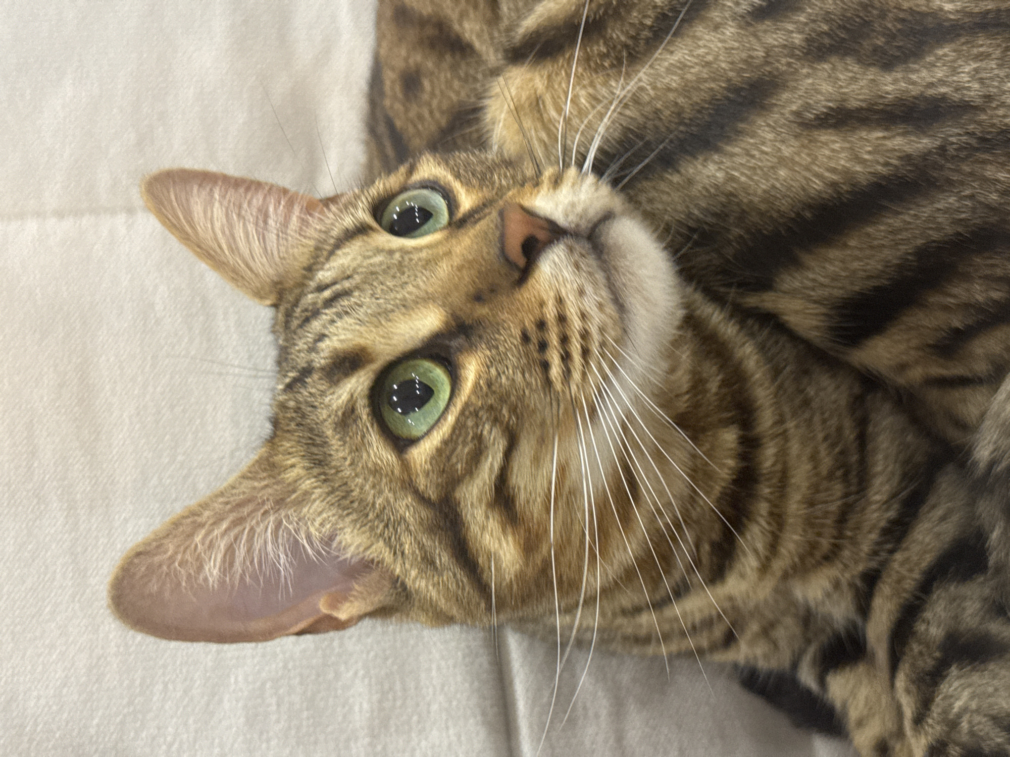 A close-up, indoor shot depicts a tabby cat lying on its back. The cat has green eyes, a pink nose, and prominent white whiskers. The background is a light-colored, possibly white, fabric. There is no information to identify the location as Votkinsk, Russia. The scene focuses primarily on the cat, with no other people, subjects, or interactions visible.