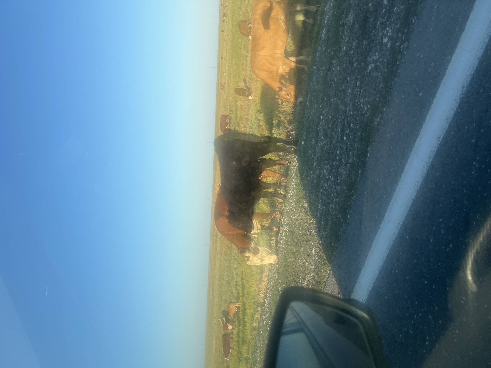 In a vast, open field under a clear blue sky, a herd of cows grazes on green grass. The scene is viewed from the perspective of a car, with a portion of the vehicle's side mirror visible in the lower left corner, and a white road line running across the foreground. The cows are scattered across the landscape, with some in the foreground and others further in the distance. The overall impression is one of rural tranquility and open space. There is no information in the image to suggest the location is the city of Kochubey, Russia.