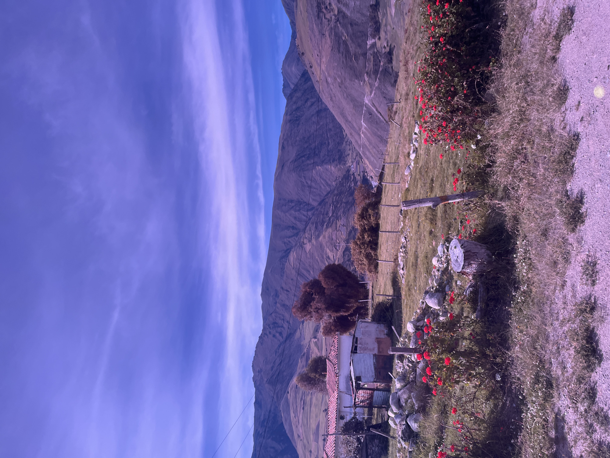 This media file depicts a rustic scene in Mucuchíes, Venezuela. The image is oriented vertically, with the sky occupying the left portion and the landscape the right. The sky is a vivid purple-blue, streaked with thin, wispy clouds that suggest a clear day with high-altitude winds.
The foreground of the landscape features a gravel path on the right, bordered by dry, brown grass and scattered small white flowers. To the left of the path, a dense bush with bright red flowers is prominent, with some white blossoms also visible. Several large grey stones are scattered around the bush, and a weathered wooden post stands nearby. Further left, a rustic wooden fence runs along a grassy field.
In the midground, a small, weathered building with a reddish-tiled roof is visible, appearing somewhat dilapidated with exposed corrugated metal on parts of its structure. Two small, dark-leafed trees stand behind the building.
The background is dominated by a massive, rugged mountain range. The mountains are steep and textured, with visible striations and shadows suggesting a late afternoon sun. The colors of the mountains range from earthy browns to purples and greys. A thin wire or cable is visible descending from the top of the frame towards the building, suggesting the presence of electricity or communication lines.
The overall impression is one of a remote, rural setting, possibly a farm or a small dwelling in a mountainous region. The time of day appears to be late afternoon, given the shadows on the mountains and the warm lighting on the landscape. The weather seems pleasant and clear, despite the dramatic sky. No people are visible, and there is no discernible text in the image.