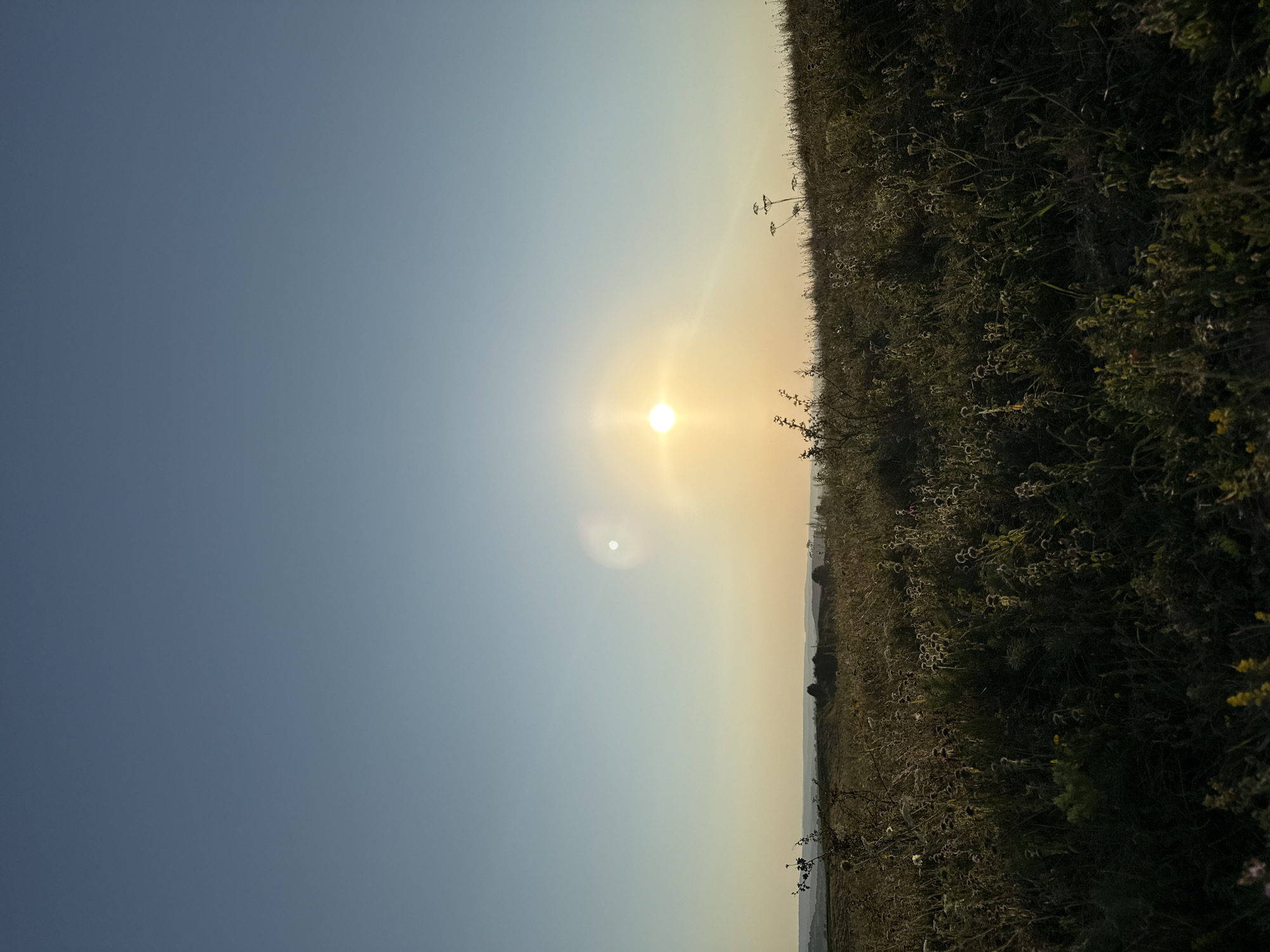 A vertical, outdoor, full-frame shot captures a vast, clear sky transitioning from deep blue at the top to a pale yellow-orange near the horizon, indicating either sunrise or sunset. A bright, round sun is positioned in the upper right quadrant, casting a soft glow and a subtle lens flare below and to its left. The horizon line is low, showcasing a rolling landscape of dry grass and wildflowers, sparsely dotted with small bushes and trees. The foreground is dominated by the textures of tall grass and vegetation, casting shadows and appearing somewhat muted in color due to the backlighting. The overall impression is one of a serene, open natural environment under a clear sky.