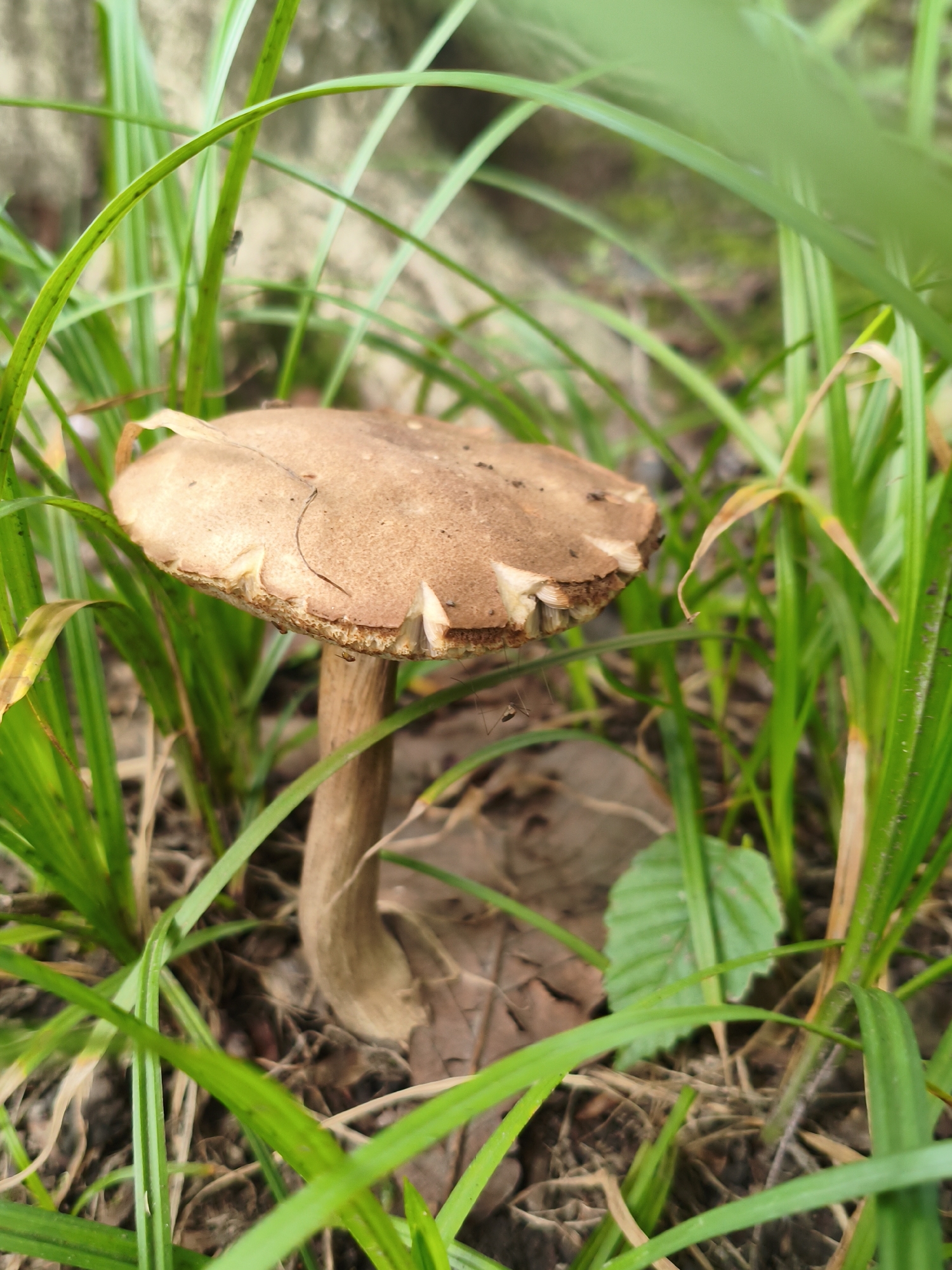 A single brown mushroom with a ragged cap and a slender stem is growing in tall green grass. The mushroom is partially obscured by blades of grass. The background is blurred, showing hints of brown earth and dry leaves. A small insect is visible on a strand of grass near the mushroom. The scene appears to be outdoors in a natural setting, possibly a park or wooded area within the city of Vladivostok, Russia.
