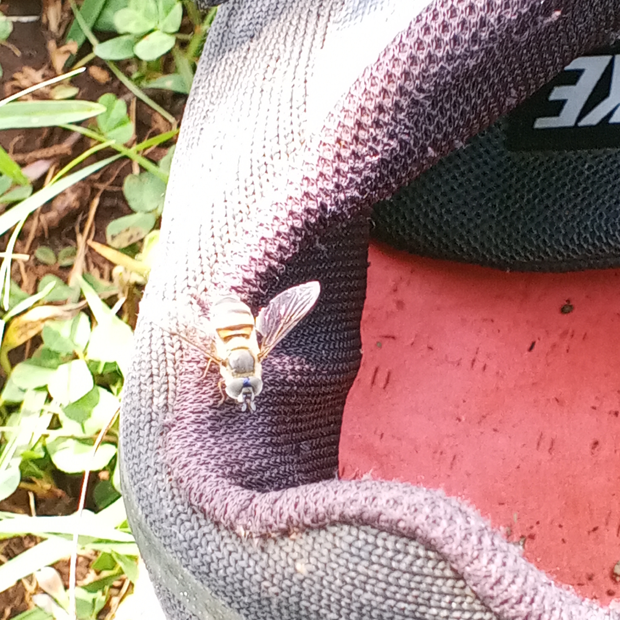 A close-up shot shows a fly on the edge of a grey Nike shoe, with a red inner sole. The scene also contains some clover, with dirt and grass in the background. The location is unidentified but could be Ihururu, Kenya. No people are present in the image.
