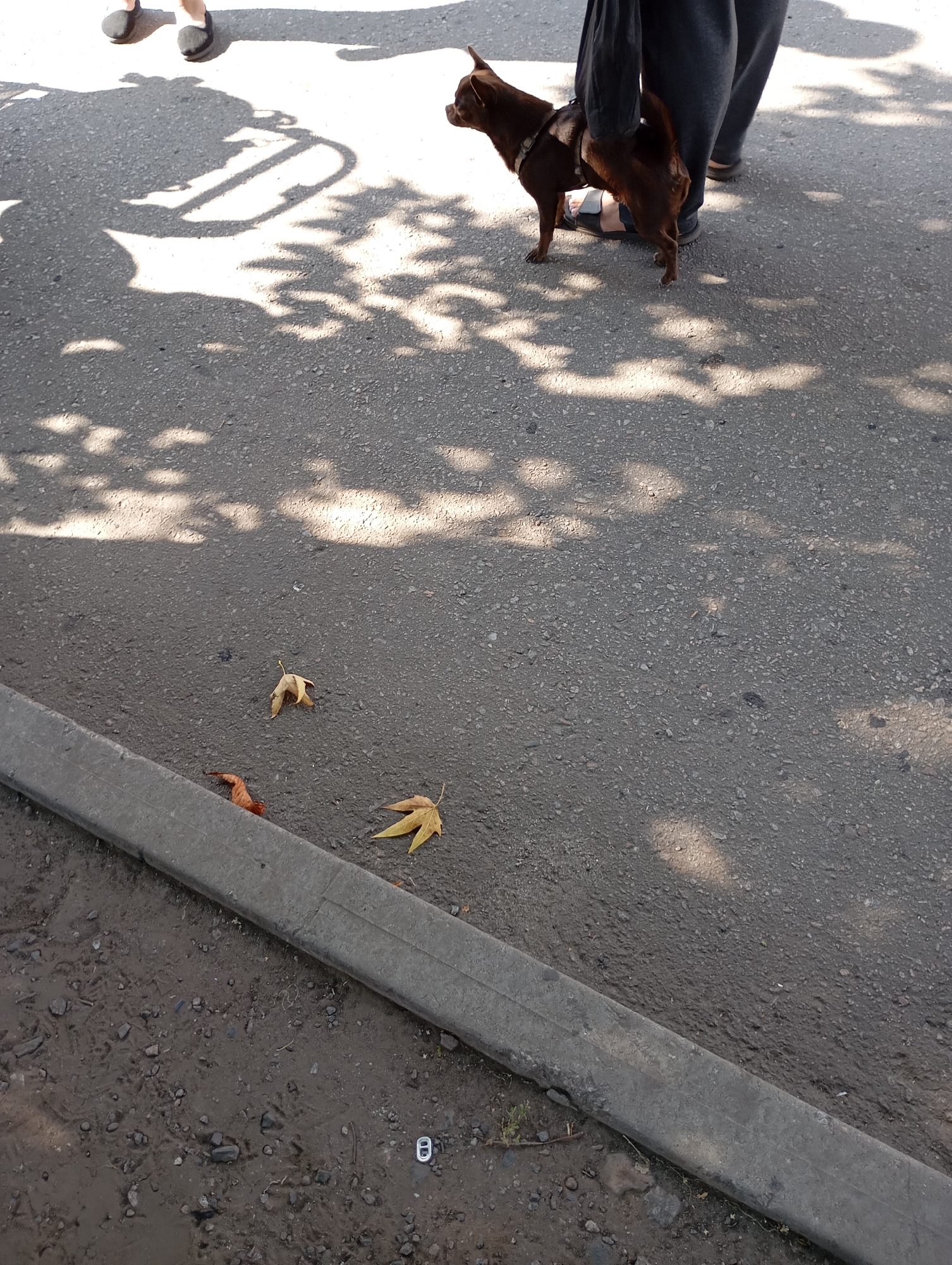 The image depicts a street scene in Horishni Plavni, Ukraine. In the upper portion, two individuals are visible from the waist down, standing on an asphalt surface. One person is wearing dark pants and sandals, while the other is wearing darker trousers and slip-on shoes. A small, brown dog on a harness stands between their legs. The ground is dappled with shadows, suggesting it is a sunny day with overhead foliage. In the mid-ground and lower sections of the image, several fallen leaves are scattered on the asphalt. A concrete curb runs along the bottom left edge of the frame, separating the asphalt from a muddy, uneven surface covered with gravel and debris. A small, silver pull-tab from a beverage can is visible on the muddy ground. The overall impression is of an urban outdoor setting on a clear day.