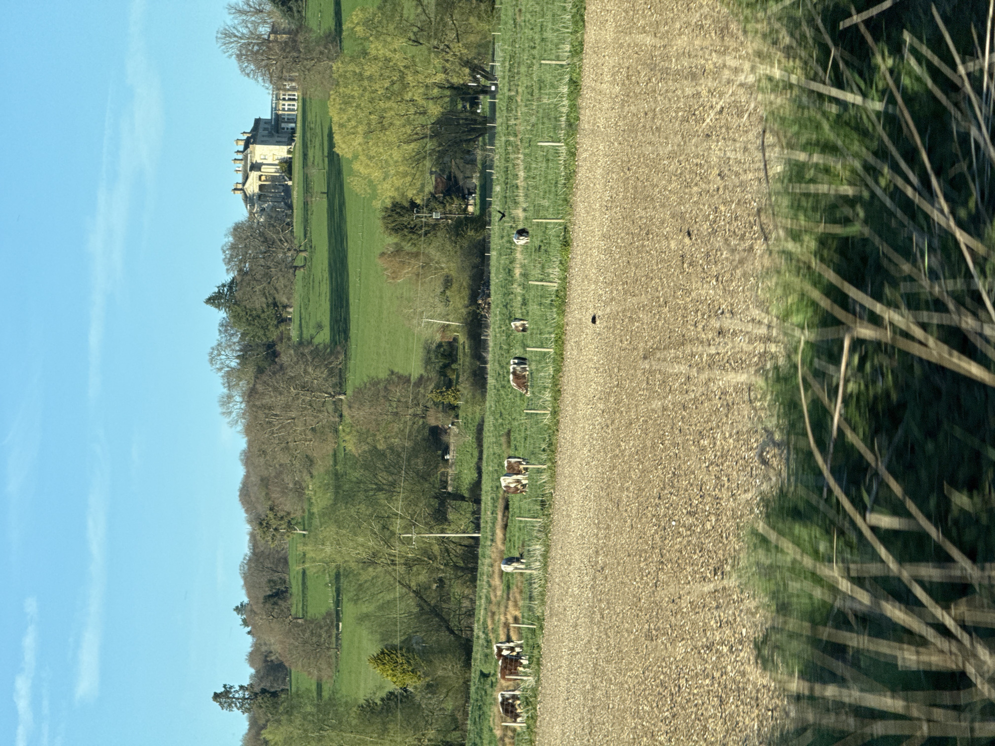 A landscape photograph taken in the Dacorum, United Kingdom, shows a verdant field with grazing cattle adjacent to a gravel road. In the distance, a large estate building is visible. A wooded area borders the field. The sky is blue with sparse clouds. Foreground vegetation obscures part of the gravel road.