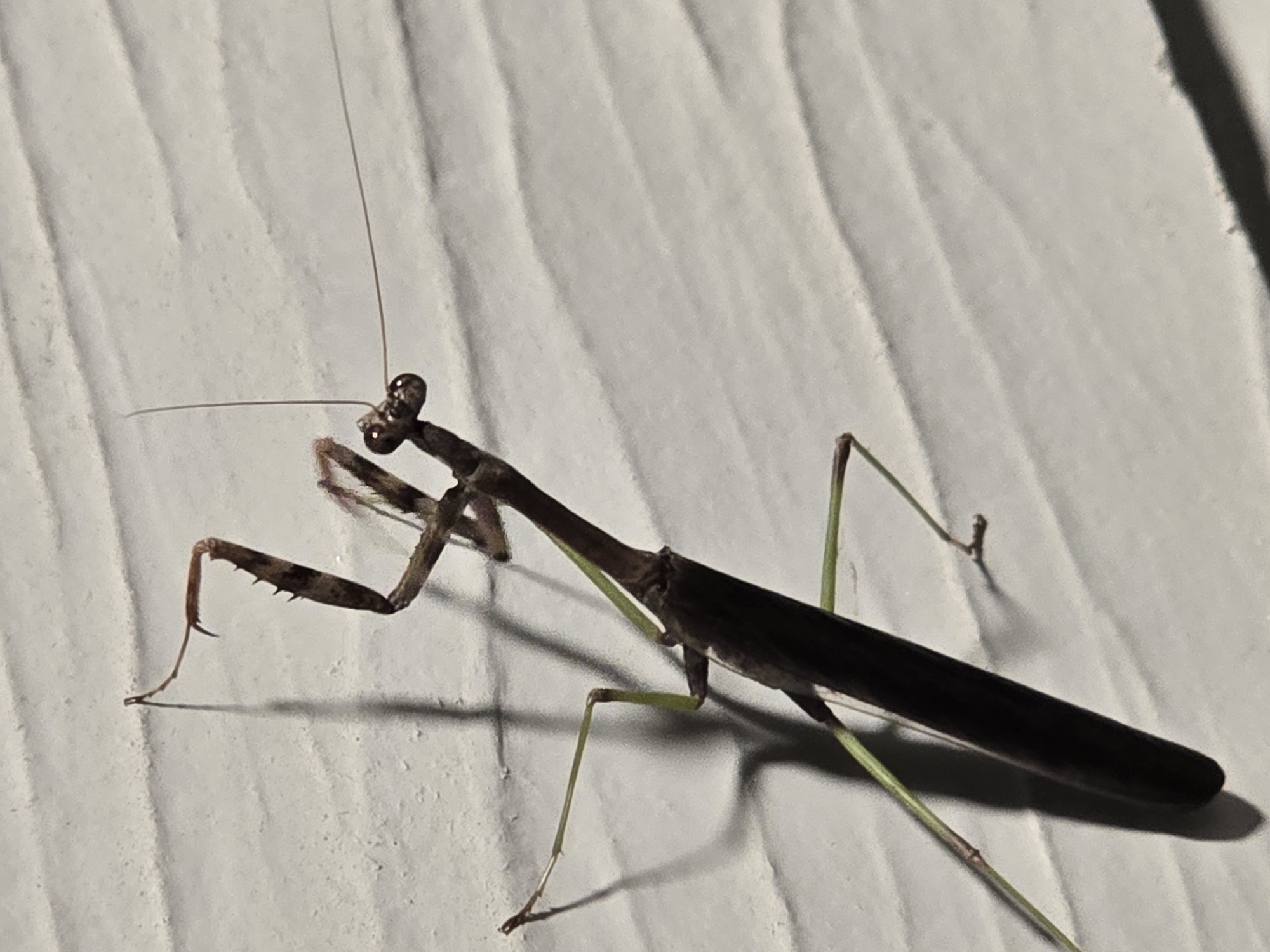 The image shows a dark brown praying mantis clinging to a light-colored, textured surface, possibly siding on a building. The mantis is positioned diagonally in the frame, with its head facing upwards and towards the right. Its long, slender body is dark and appears somewhat elongated. Several of its legs are visible, with the front pair appearing to be raised and held in a predatory stance. The hind legs are extended, providing support on the surface. The textured surface has a series of horizontal ridges, and a shadow of the mantis is cast to its left, indicating a light source from the right. The scene is captured in what appears to be an outdoor setting, given the presence of a shadow and the texture of the surface, which could be found in a residential or commercial area in Milton, United States of America.