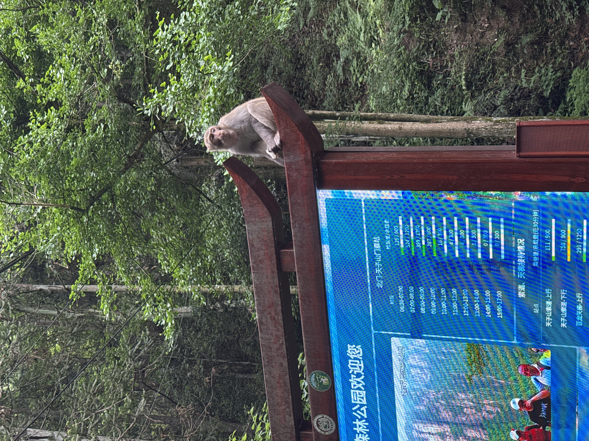 A full shot depicts a monkey resting atop a sign in Zhangjiajie National Forest Park, located in Zhonghu, China. The sign provides information, including opening times and visitor numbers for the North Gate to Tianzi Mountain. Trees are visible in the background.