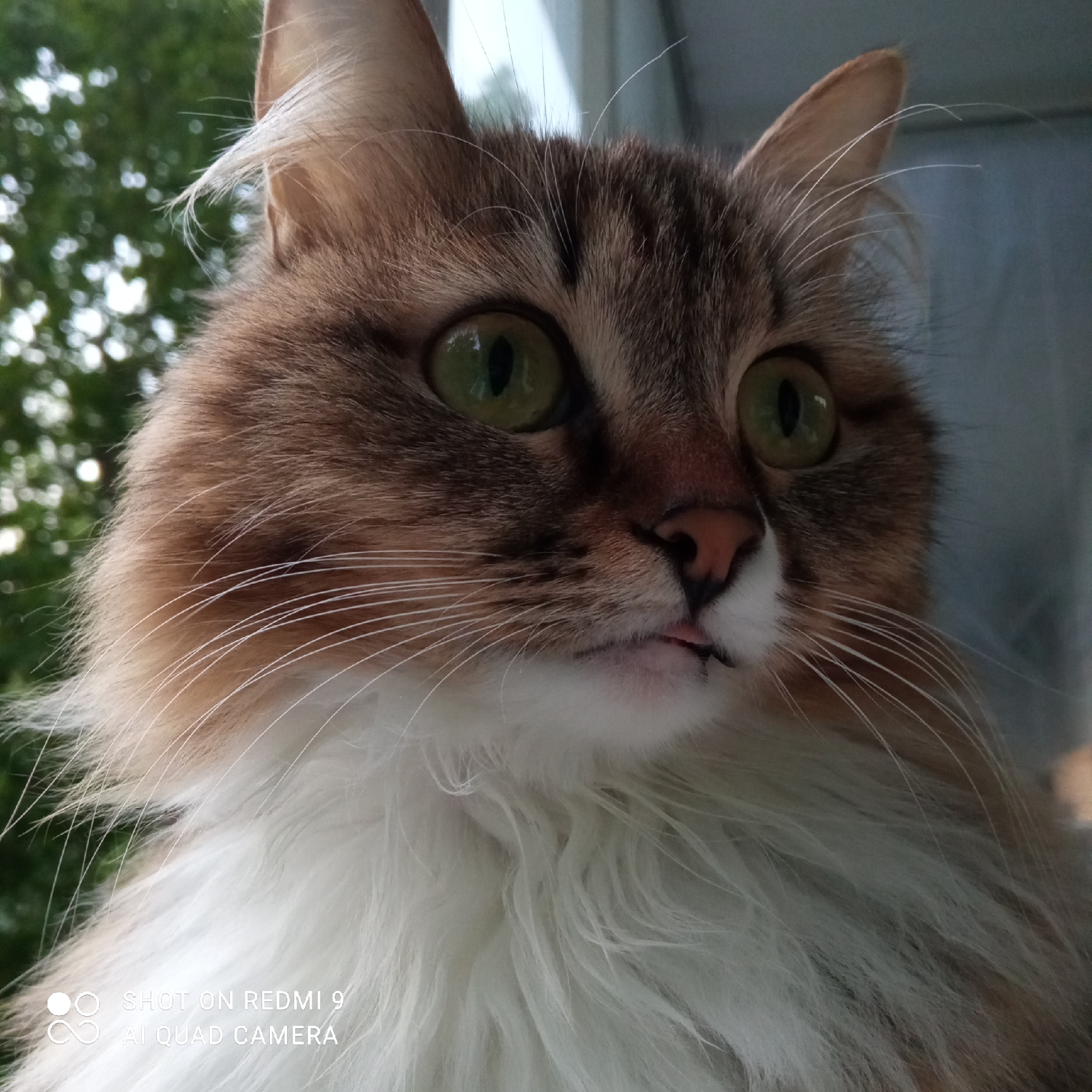 A close-up photograph features a long-haired cat with a white chest and a brown and gray patterned coat. The cat has bright green eyes and a pink nose. Its mouth is slightly open, revealing a small, dark tongue. The background consists of blurry green foliage and a gray surface. The bottom of the image includes a watermark stating "SHOT ON REDMI 9 AI QUAD CAMERA". The photo appears to have been taken in an outdoor or semi-outdoor location. I have no information about the location in the city of Chaikovsky, Russia.