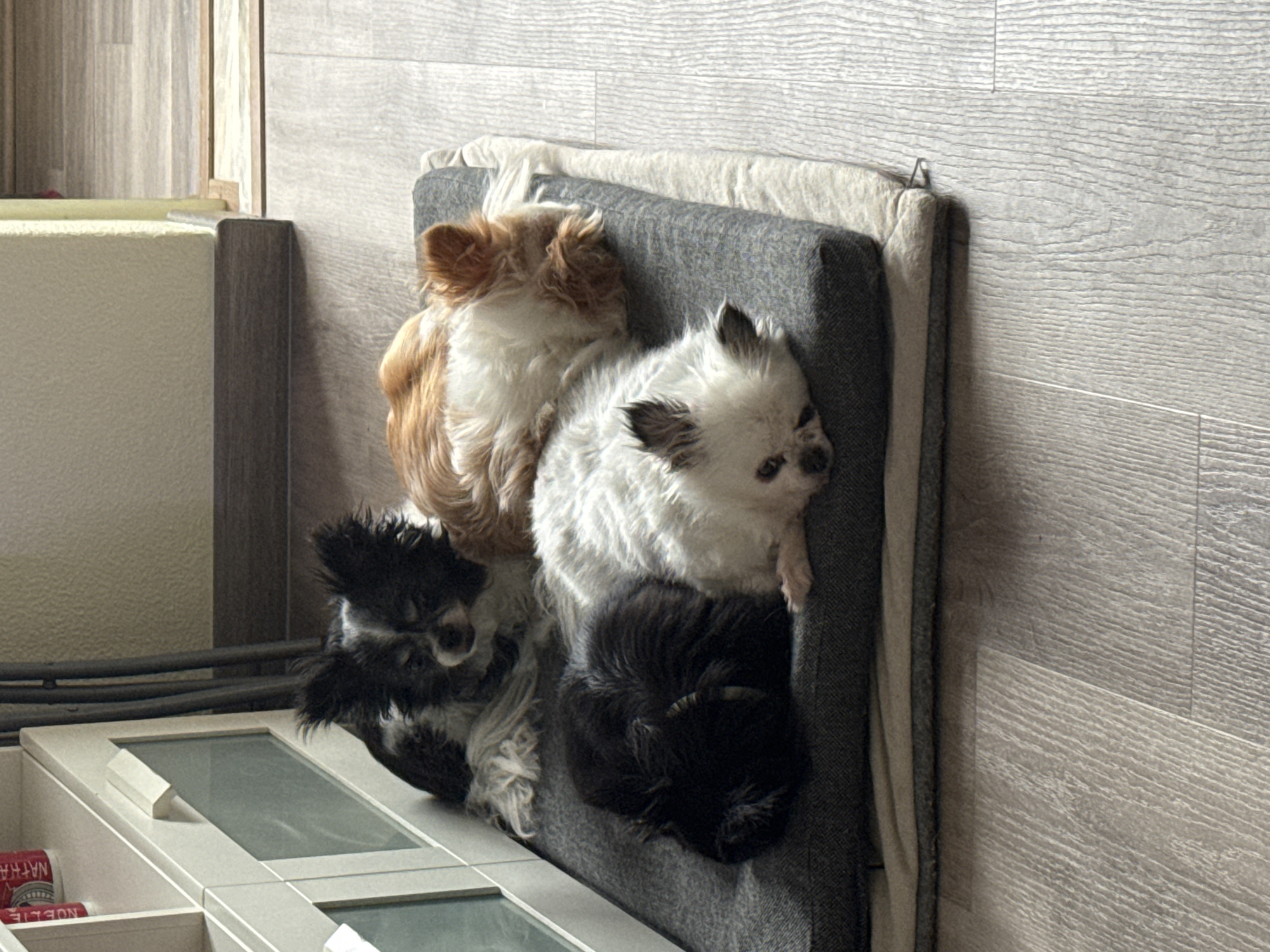 Four small dogs are piled on a gray cushion. From top to bottom, the dogs are colored tan and white, white and black, black and white, and entirely black. The cushion sits on a white surface with gridded, transparent sections. To the left of the cushion is a gray vertical structure and behind it is a cream-colored wall. Behind the cushion is a wall made of gray horizontal planks. The scene is located in an enclosed space with an interior wall. The city and location are not discernible from the image.