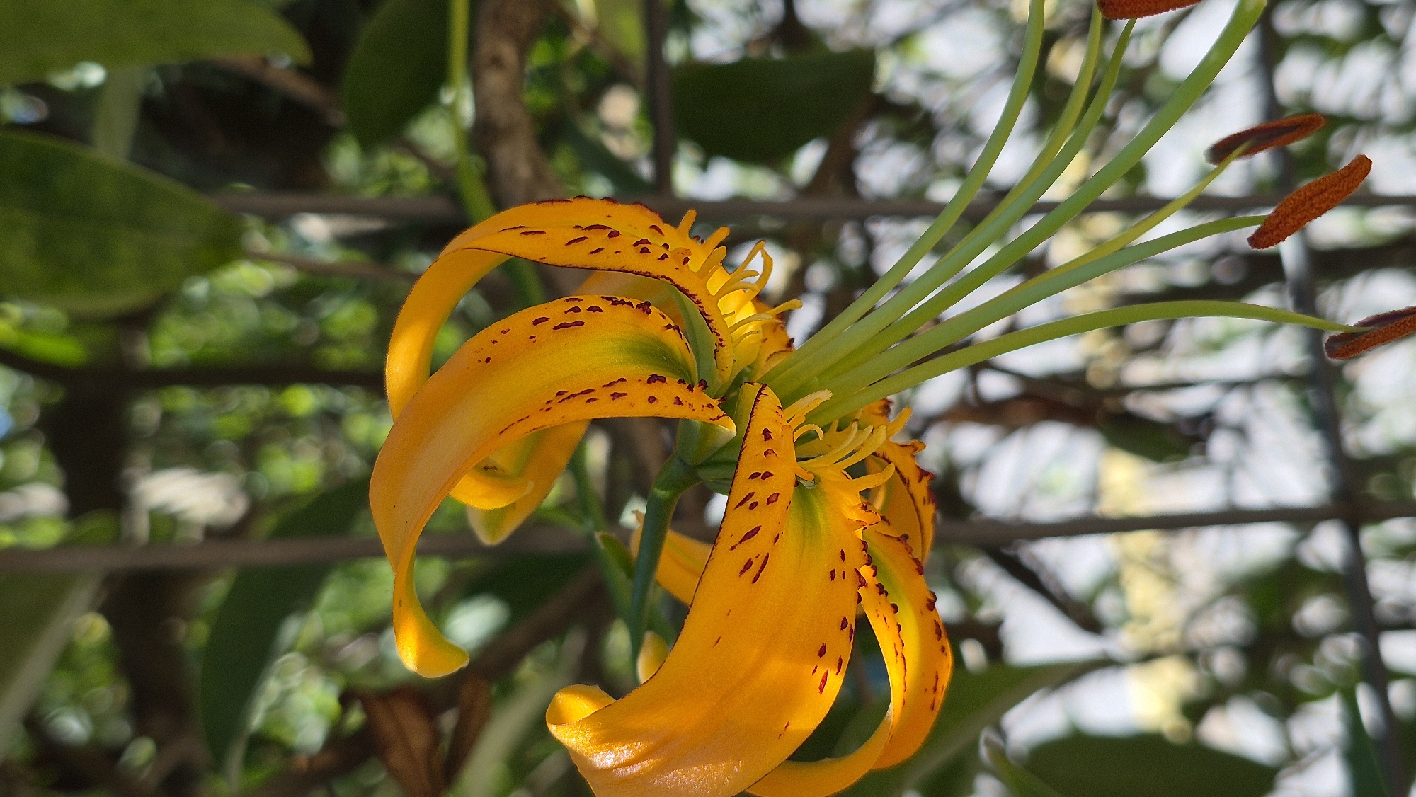 A close-up, vertical shot captures an orange lily with dark red spots, set against a blurred background of green foliage and a fence. The flower's petals are curled backward, revealing its long, green stamen with orange tips. The lighting highlights the intricate details of the bloom, with dappled sunlight creating bokeh effects in the background. The fence is visible as a series of vertical lines, suggesting an outdoor setting. The exact location is unknown.