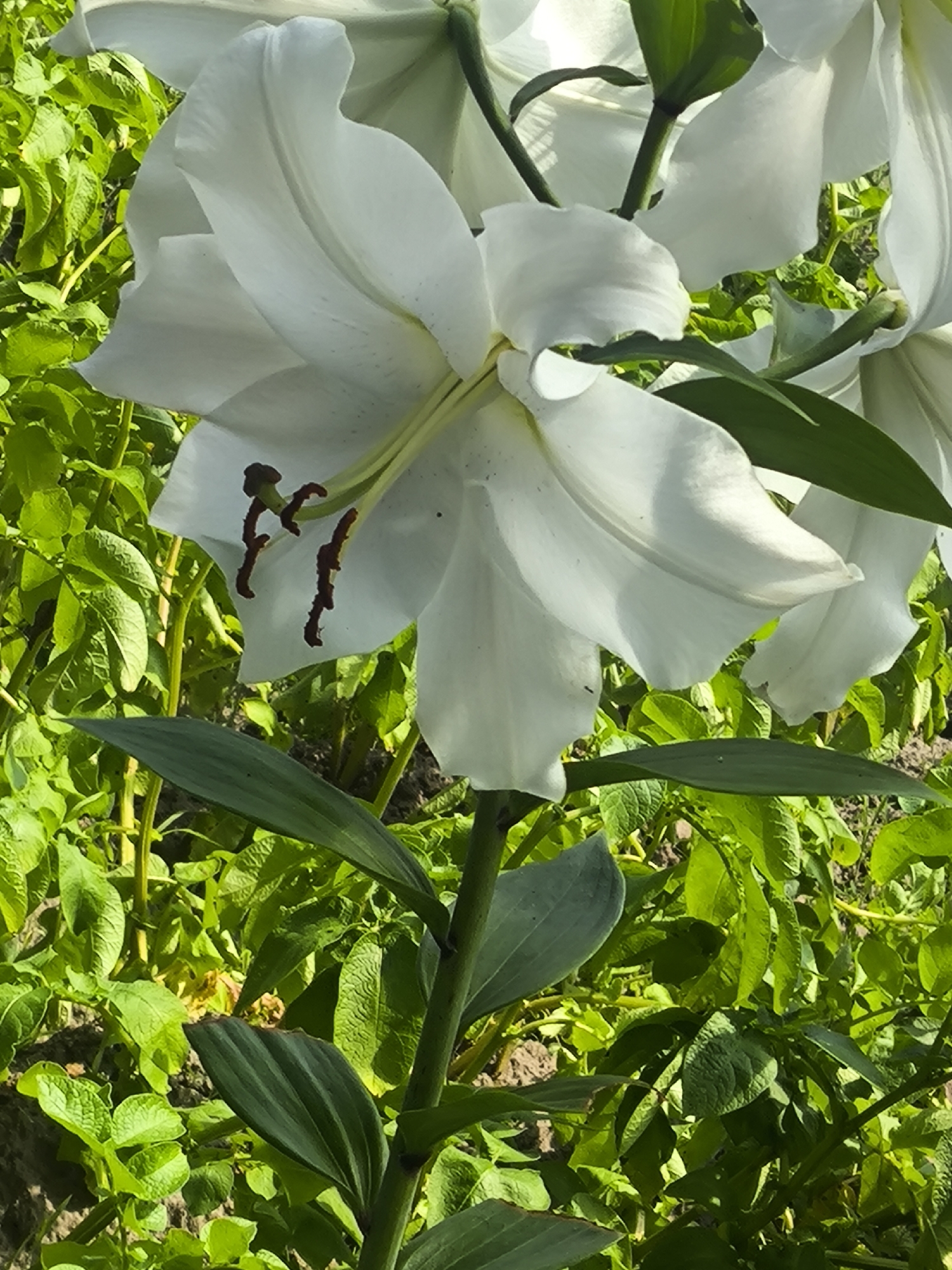 A close-up, vertical, eye-level shot captures the intricate details of a white lily in full bloom amidst a dense garden setting. The lily's large, trumpet-shaped petals, some appearing slightly curled, are a pristine white, catching the sunlight and casting subtle shadows. Visible at the center of the bloom are dark brown stamens with pollen. The lily stem is thick and green, with large, dark green leaves fanning out. The background is a vibrant tapestry of lush green foliage, likely potato plants, with hints of brown soil visible between the leaves. The lighting suggests a bright, sunny day. The scene is devoid of any human presence or discernible action, focusing solely on the botanical subject. The location is noted as Unknown, Unknown.