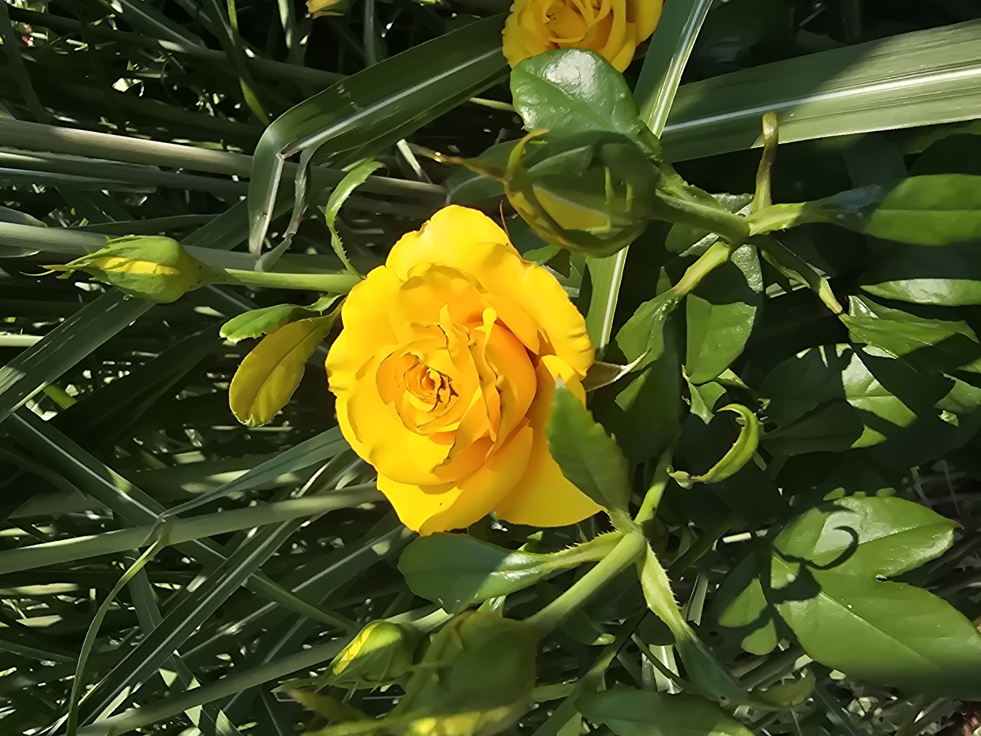 The image shows a close-up view of a yellow rose and several rose buds, surrounded by green foliage and tall grass-like plants. The rose is in full bloom, with its petals unfurled and revealing its intricate spiral center. The buds are in various stages of development, with some tightly closed and others beginning to open. The surrounding greenery is lush and vibrant, creating a natural and serene backdrop. The lighting suggests it is daytime, with sunlight casting shadows on the leaves and petals. The scene appears to be in a garden or natural setting. The image was taken in Vyshneve, Ukraine.