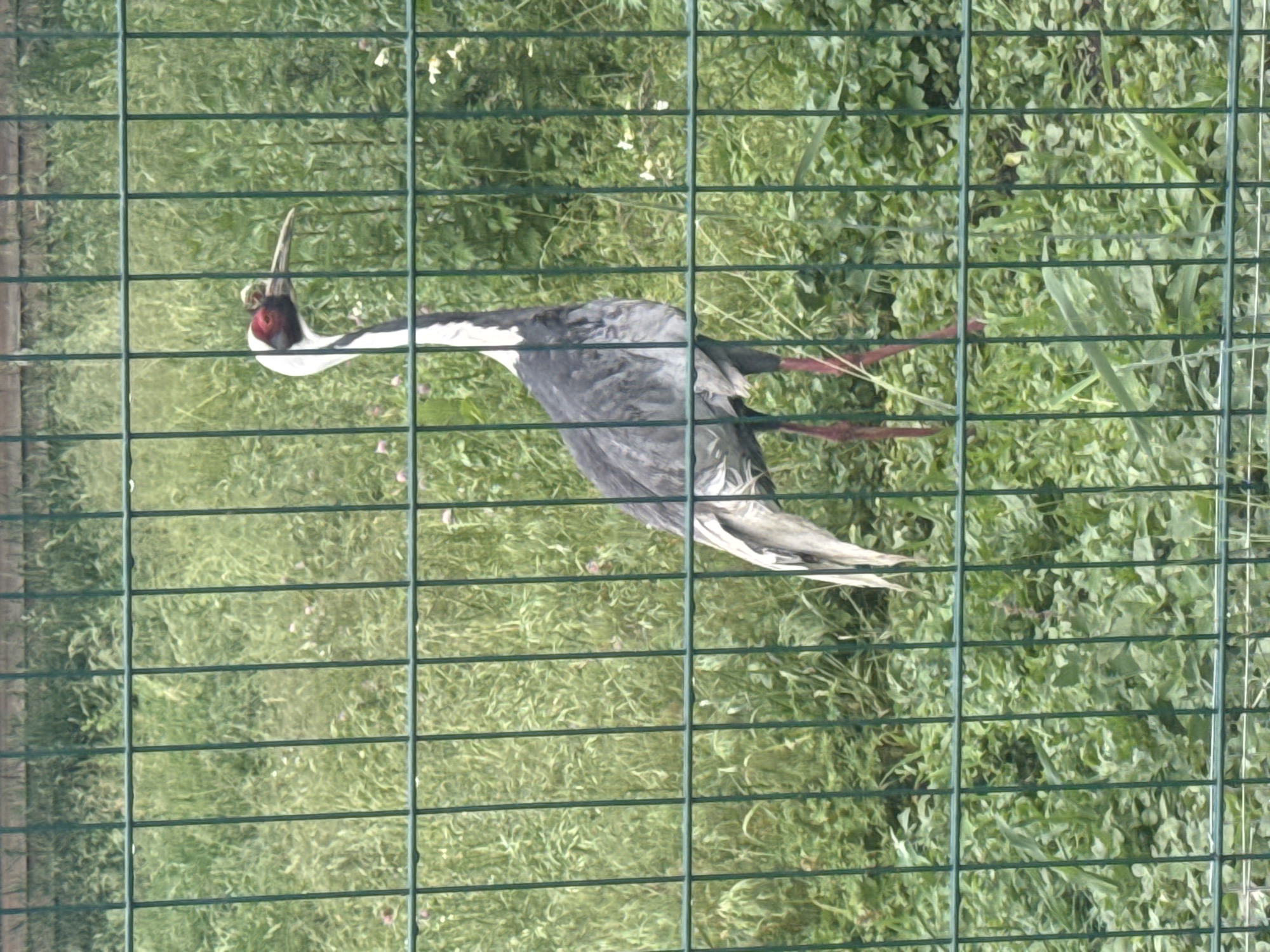 The image shows a white-naped crane standing in a grassy enclosure behind a green metal fence. The crane has a white neck, black markings on its face and neck, and a reddish eye. Its body is gray, and its legs are long and red. The enclosure is filled with tall green grass and some small pink and white flowers. The fence is made of vertical metal bars. The image is taken from a slightly low angle, looking through the fence at the crane. There is no indication of the specific location within the city of Zaliznychne, Ukraine.
