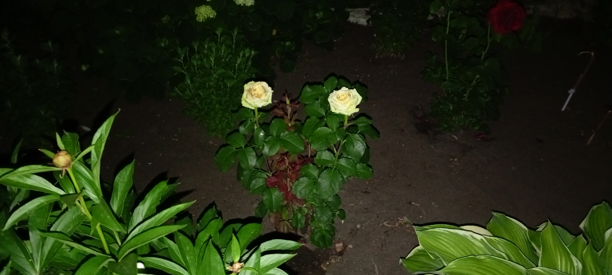 This is a medium shot, taken at night, of a garden bed. The primary subjects are two pale yellow roses in the center of the frame. They are blooming on tall stems, surrounded by green leaves and some reddish-brown foliage at the base. To the left of the roses, a peony plant with large green leaves and a single unopened bud is visible. In the lower right corner, a hosta plant with variegated green and white leaves is present. In the background, other greenery and darker soil are visible. A single red rose blooms in the upper right quadrant of the image, slightly out of focus. The overall impression is of a dimly lit garden at night. There is no visible text in the image.