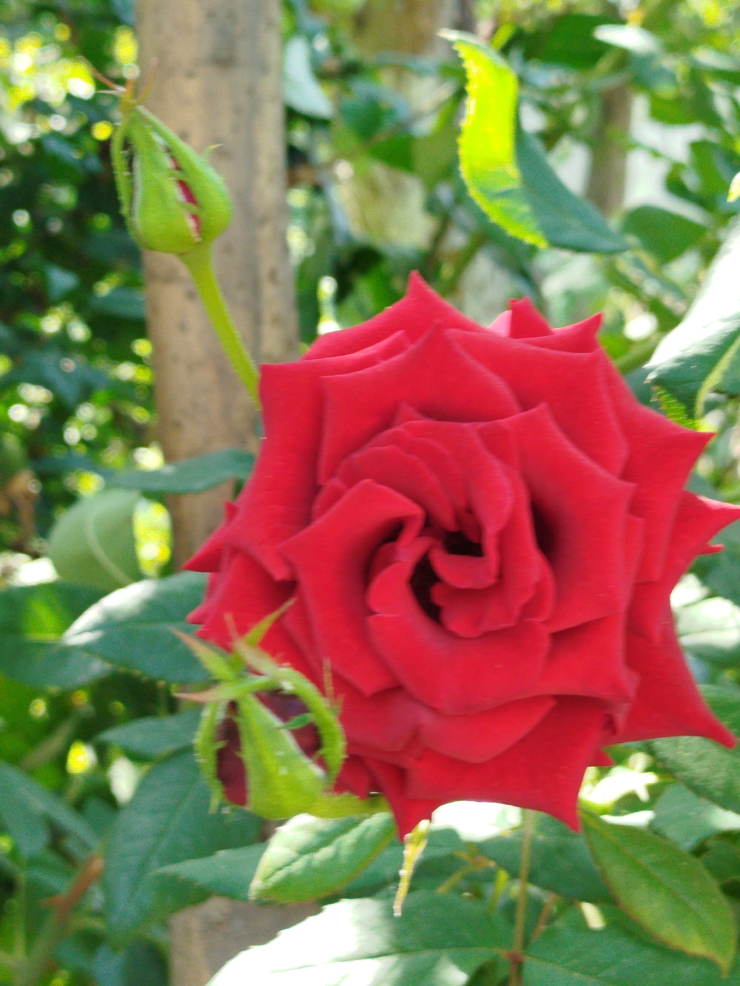 A close-up, vertically oriented, medium shot captures a vibrant red rose in full bloom, its velvety petals unfurling in a spiral pattern. The rose is positioned slightly to the right of center. To the left and slightly above the prominent rose, a green rosebud with hints of red peeking through its sepals is visible. Both the rose and the bud are set against a backdrop of lush green foliage, dappled with sunlight, suggesting an outdoor garden environment. A blurred, light-colored tree trunk stands vertically behind the rosebud. The scene appears to be in a garden in the city of Кызыл-Булак, Kyrgyzstan, bathed in natural daylight.
